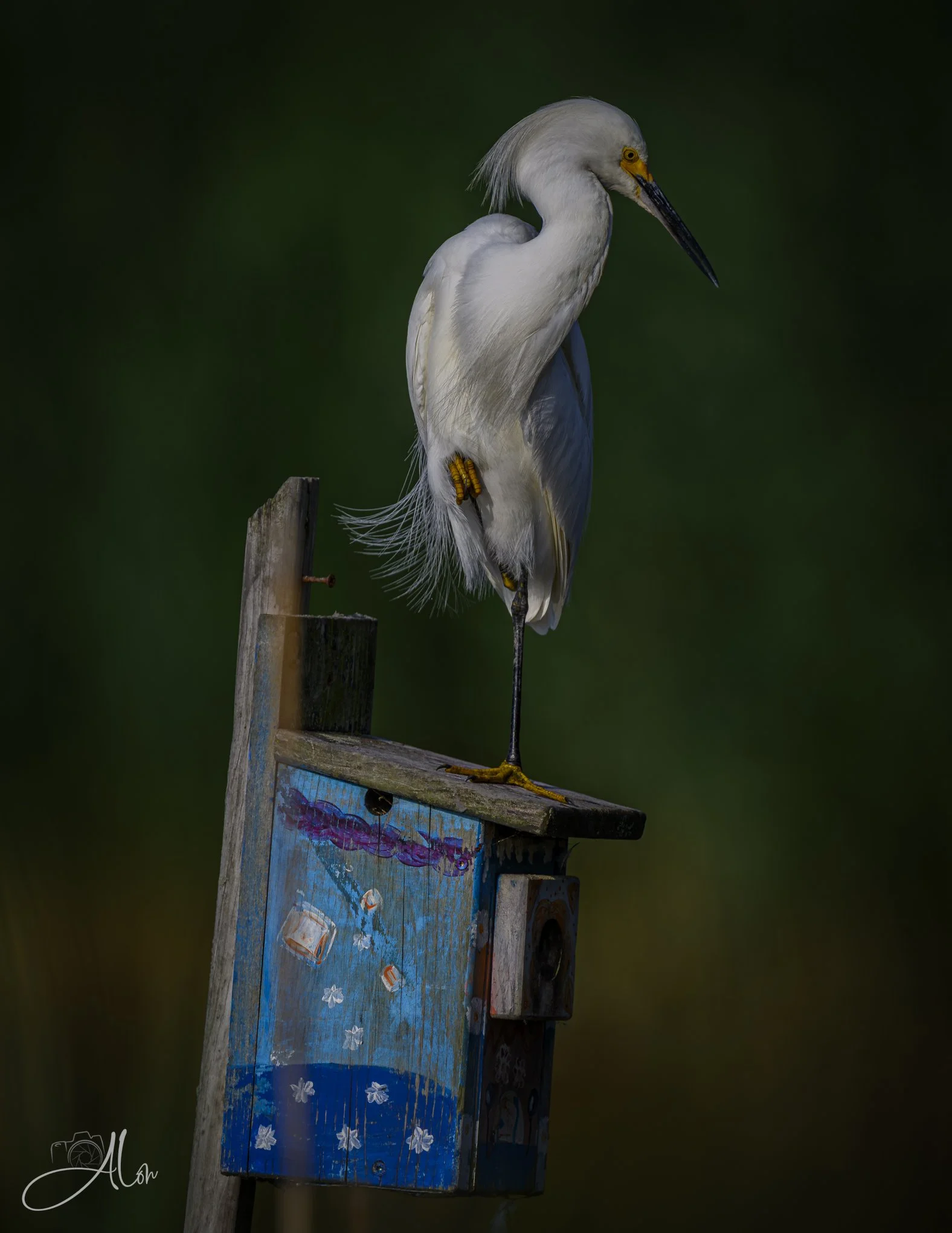 Starry Night 2 (Snowy Egret) 071226_4971