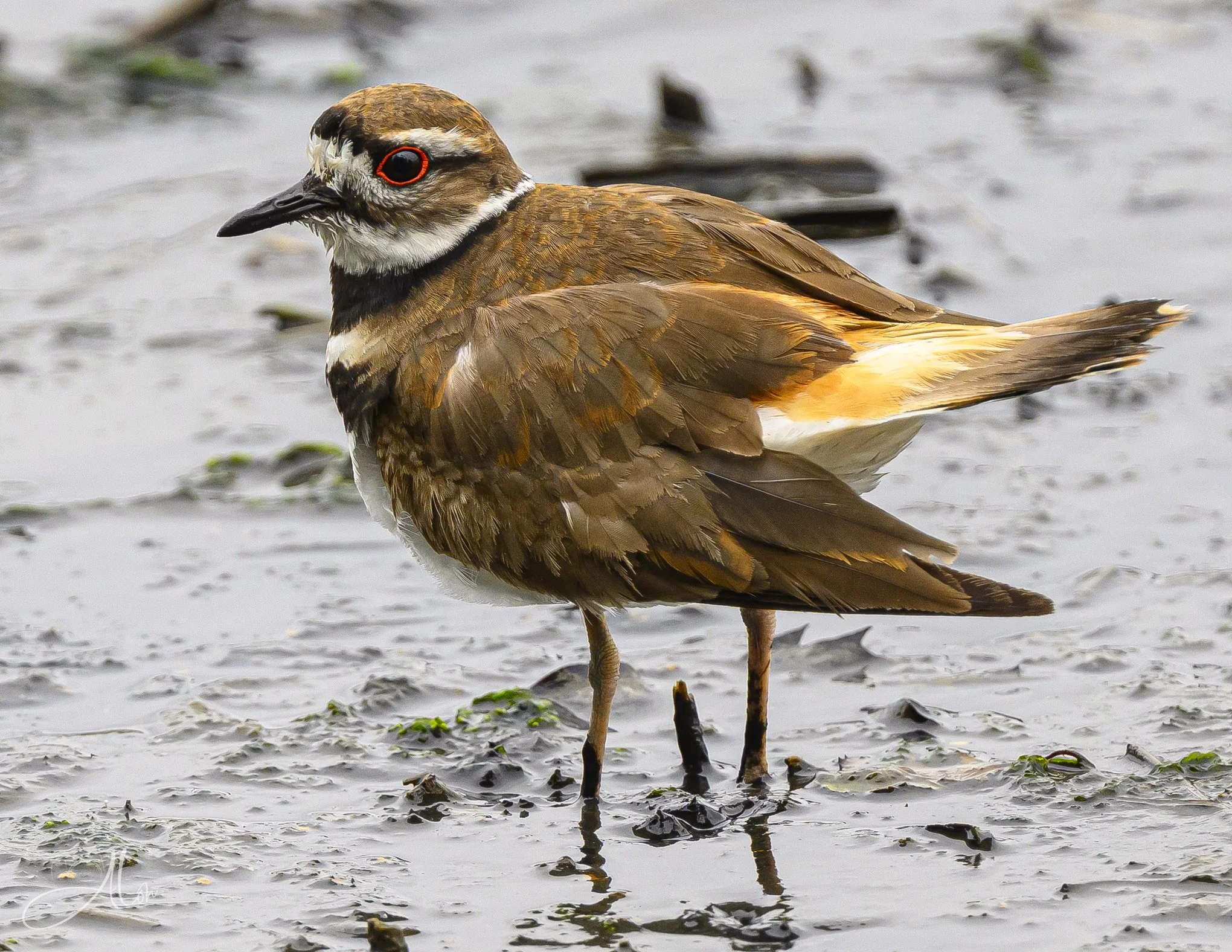 Doe Eyes (Killdeer) 0Z81086