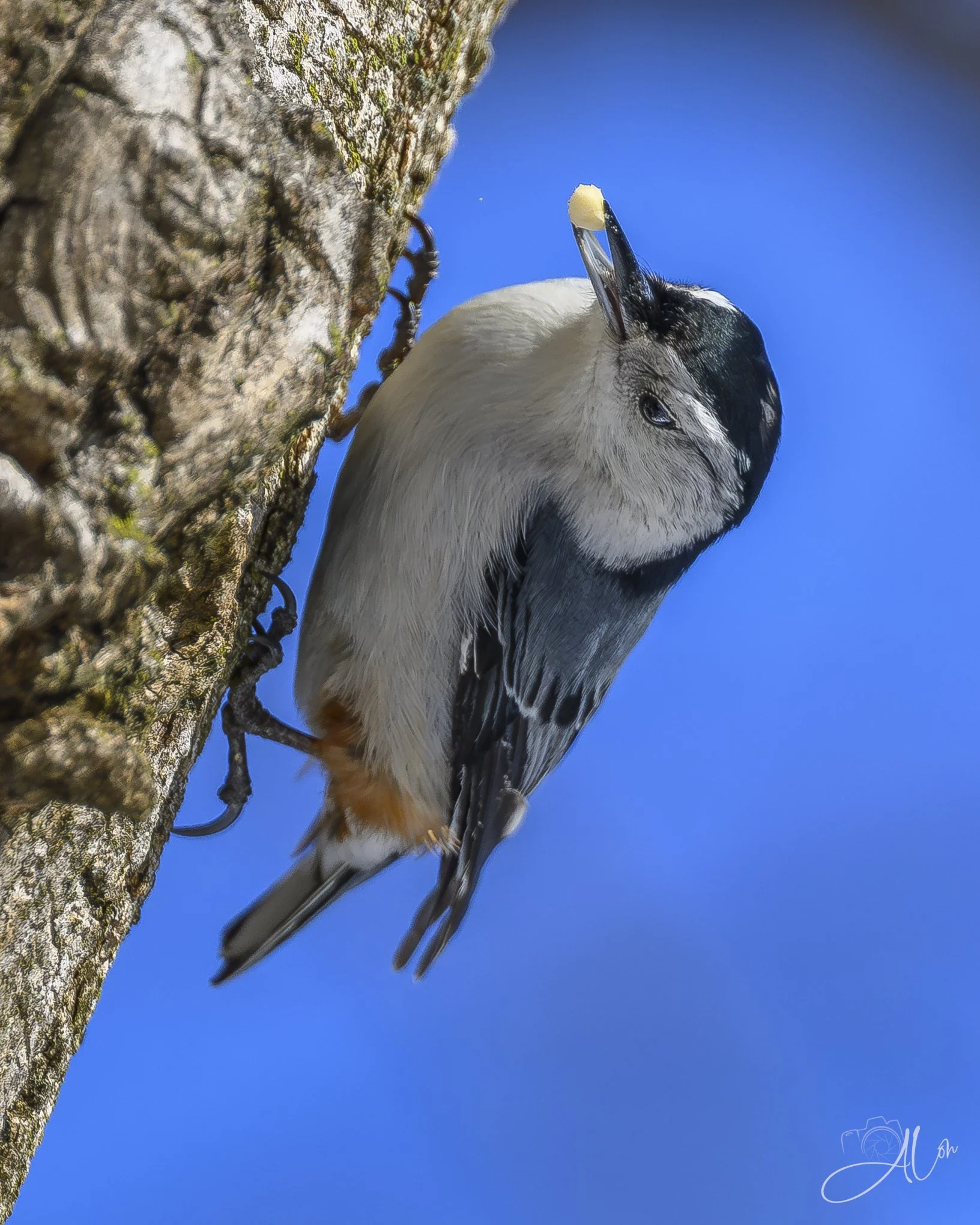 Undiscovered
(White Breasted Nutatch)
0Z88819