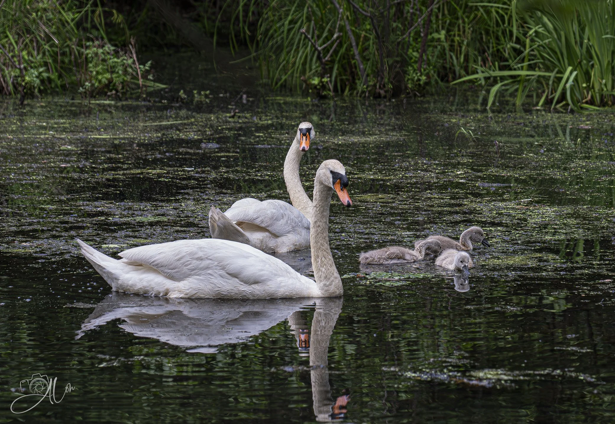 All In the Family
(Mute Swans)
0Z84928
