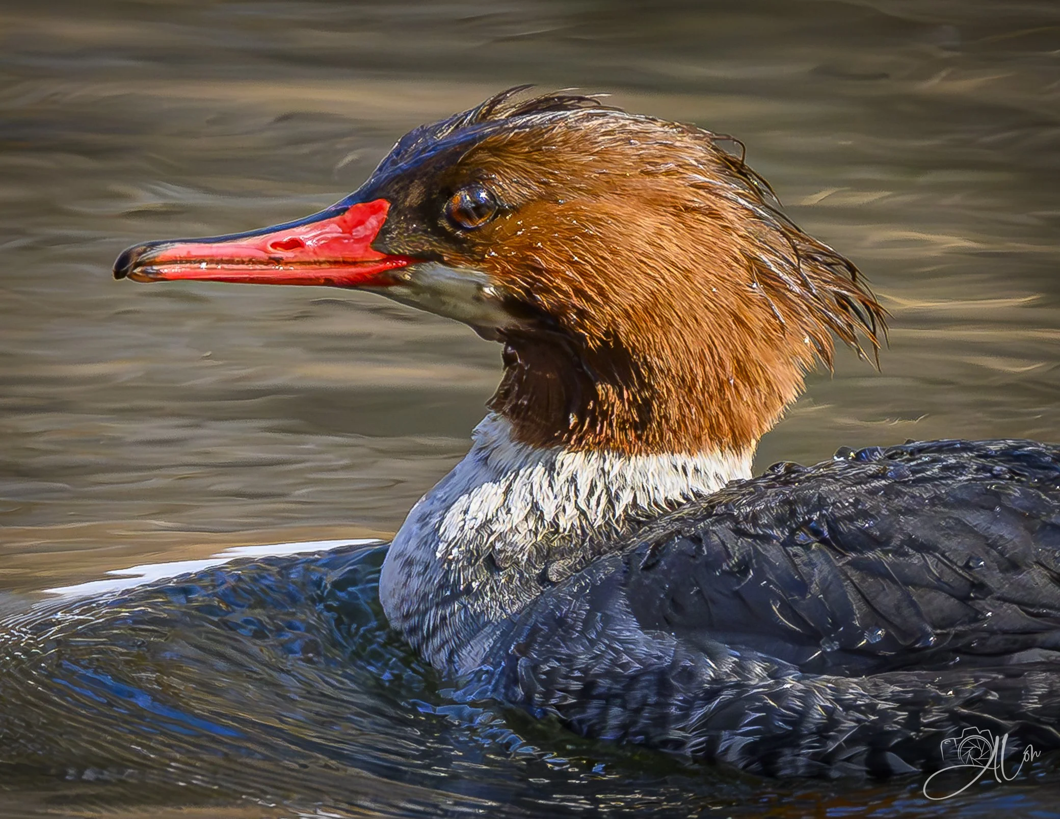 Eagle Food
(Common Merganser)
0Z86003