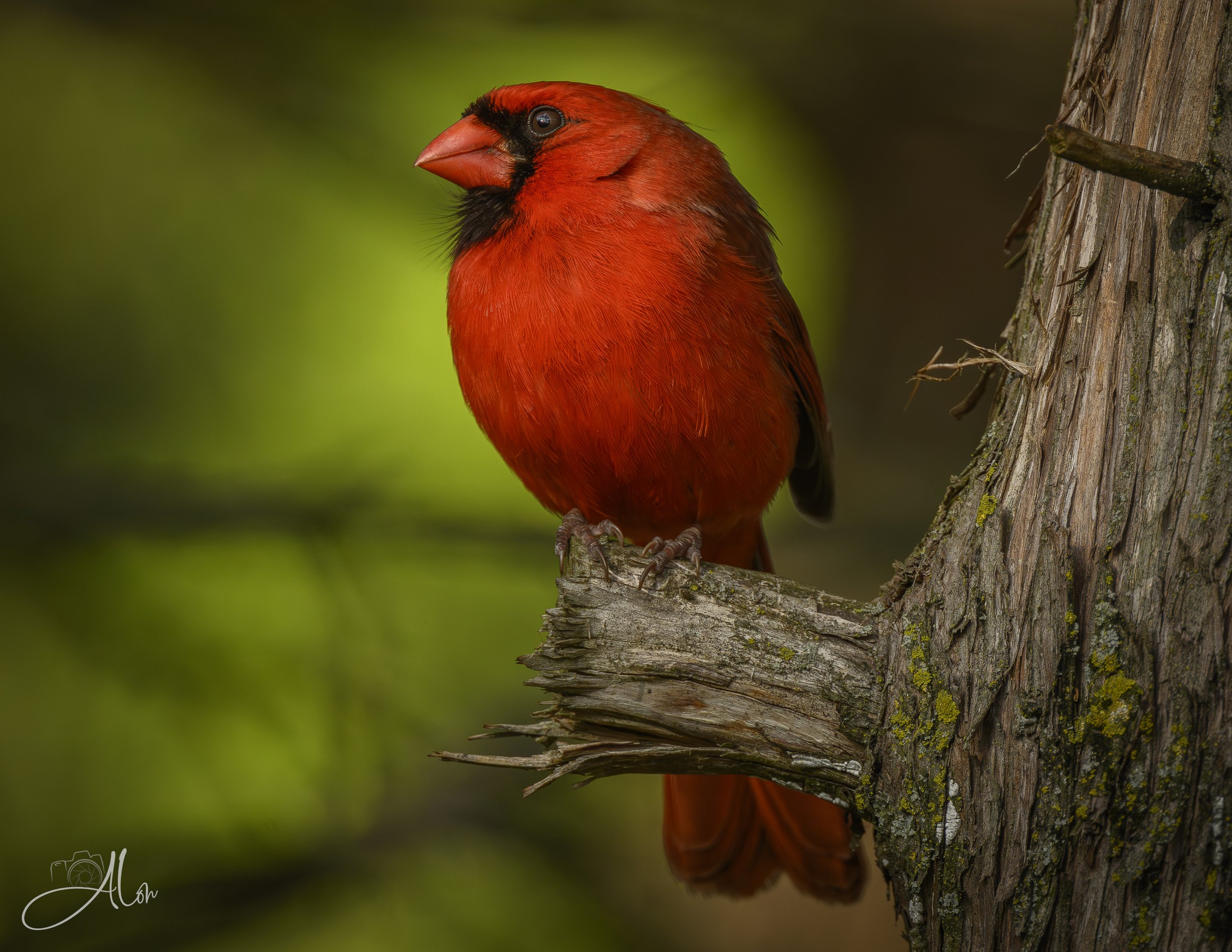 (Northern Cardinal) 0Z81128