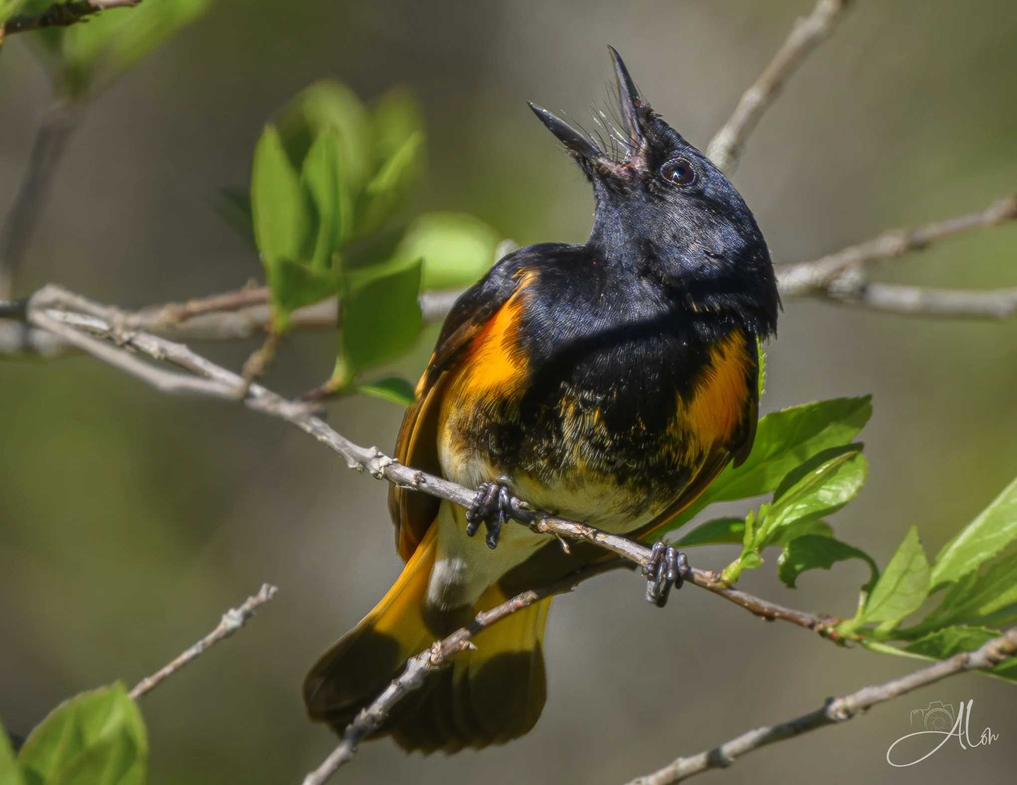 Chicken Little (American Redstart) 0Z89765