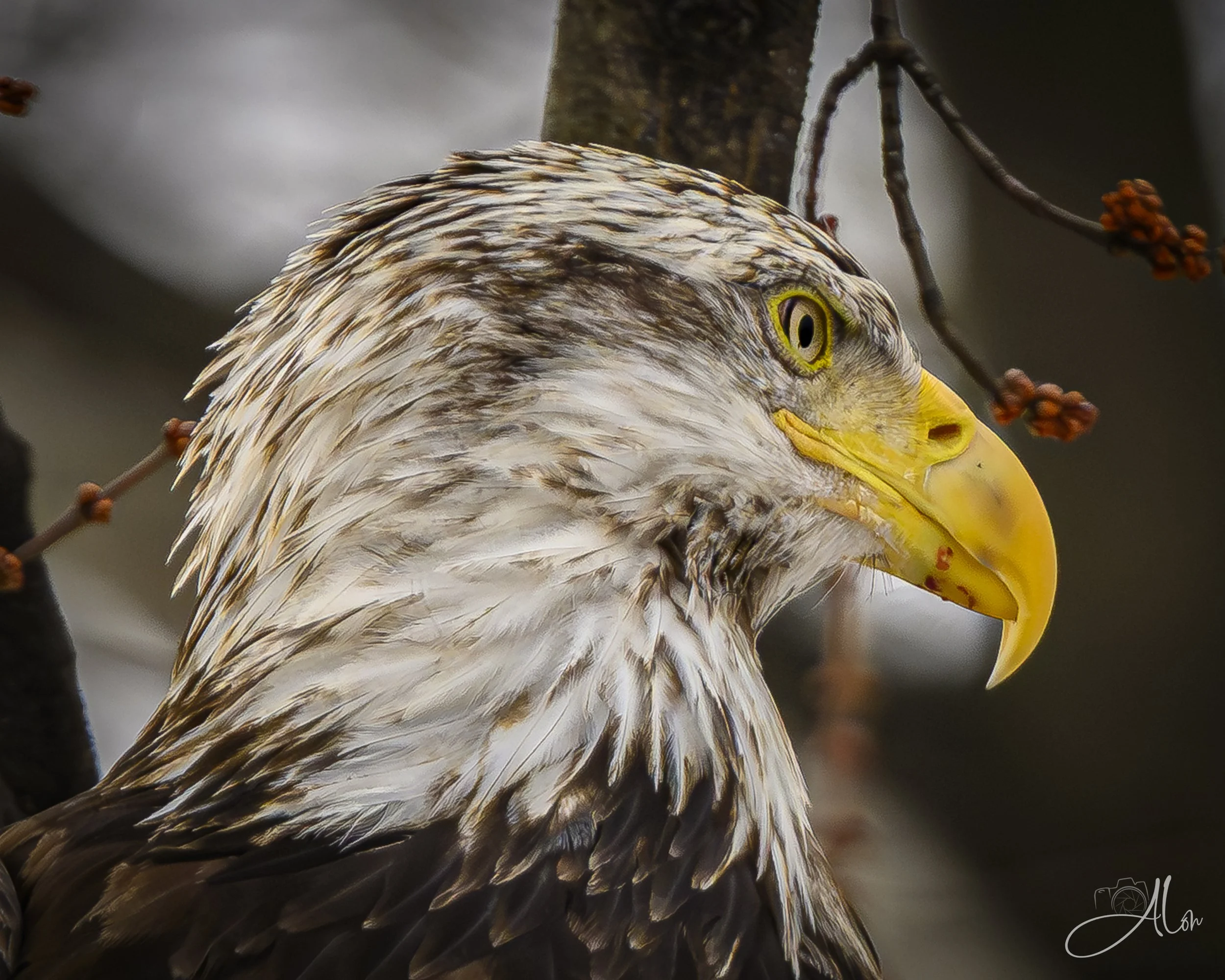 Where's My Napkin? (Bald Eagle) 0Z88810