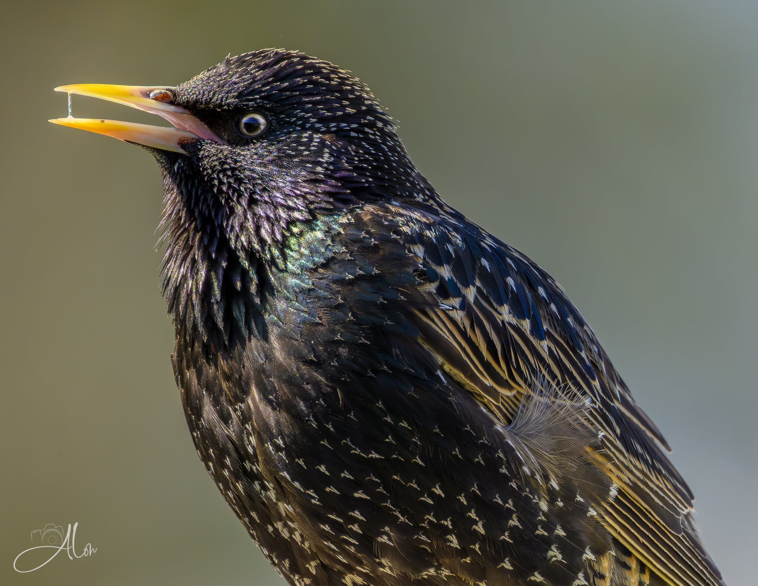 Don't Play With Your Boogers (European Starling) 0Z88296
