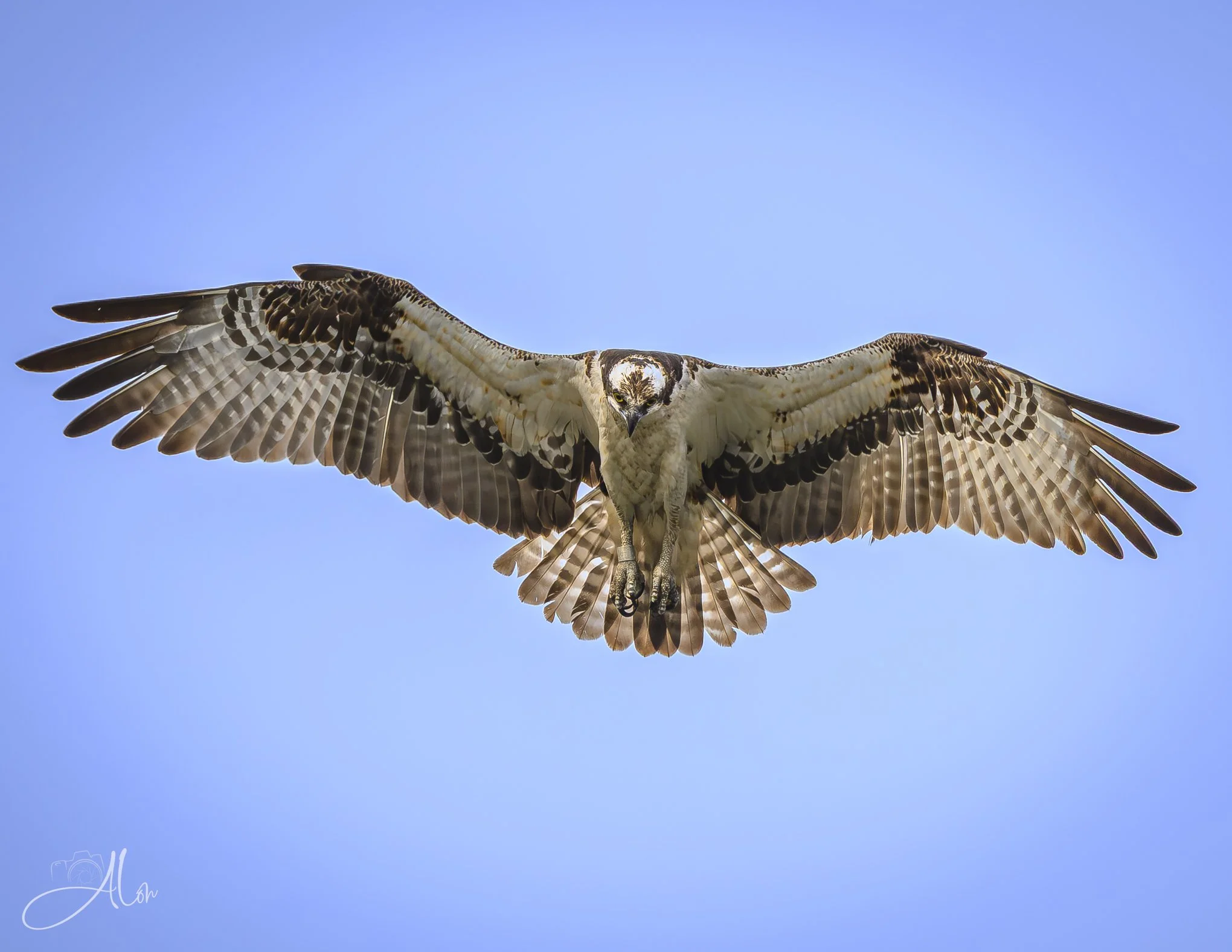 Up Periscope! (Osprey) Z8062626_2593