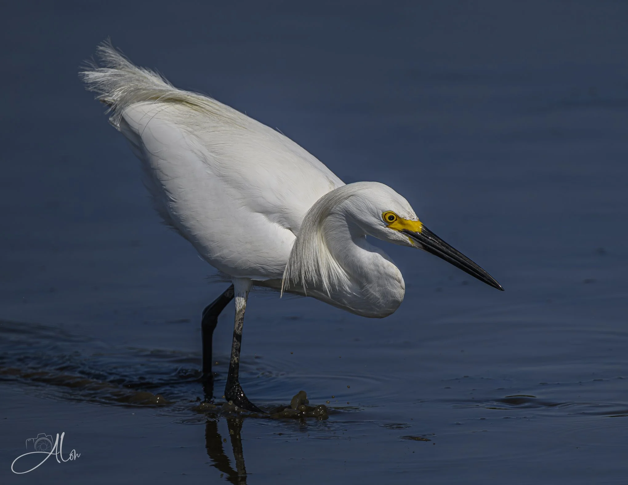 Isosceles (Snowy Egret) Z8070326_4867