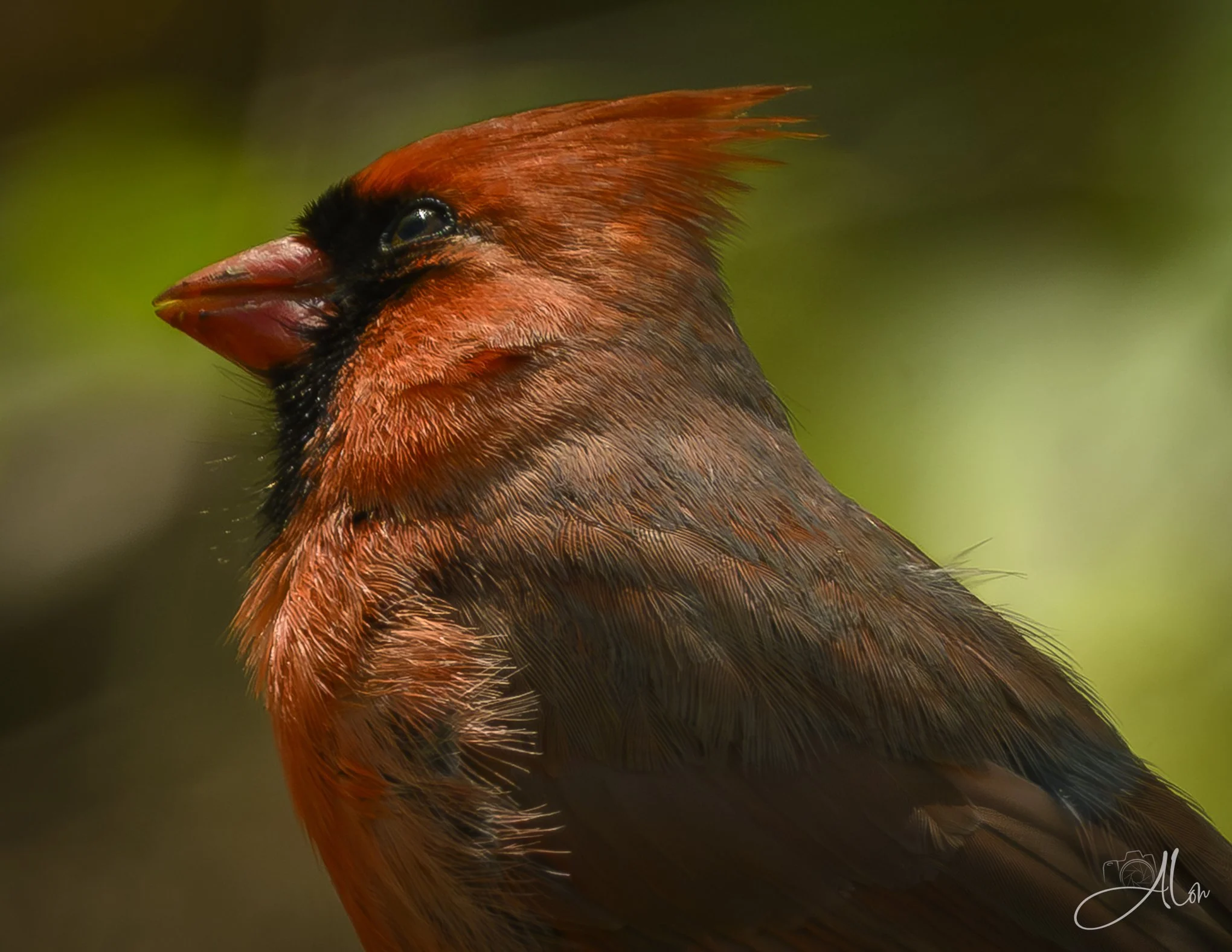 Worship
(Northern Cardinal)
0Z86871