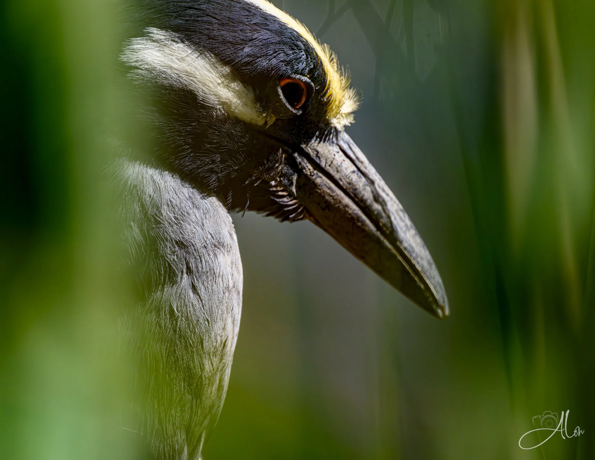 Carved (Yellow-Crowned Night Heron) 0Z83393