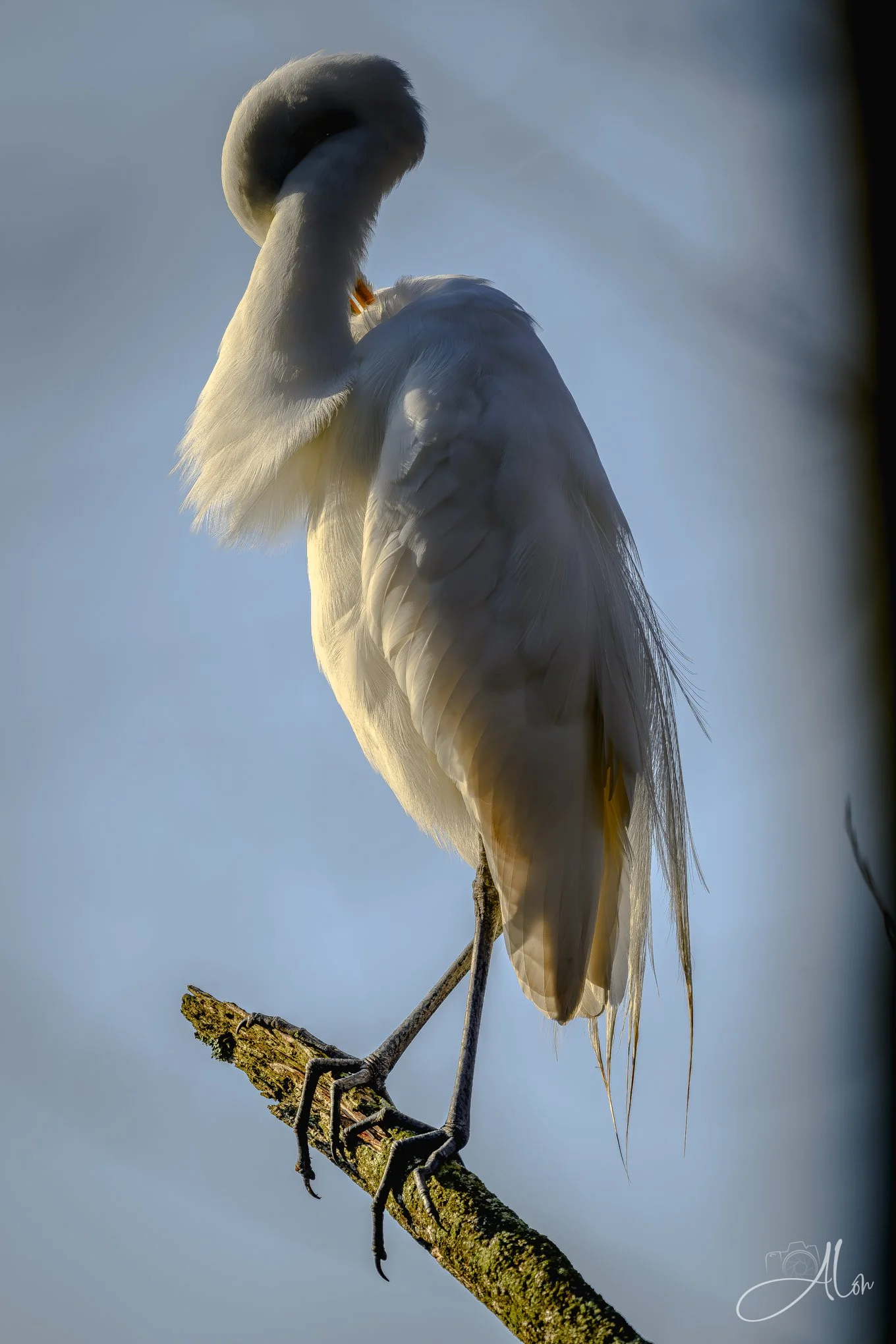 Look Ma! No Head!
(Great Egret)
0Z83993