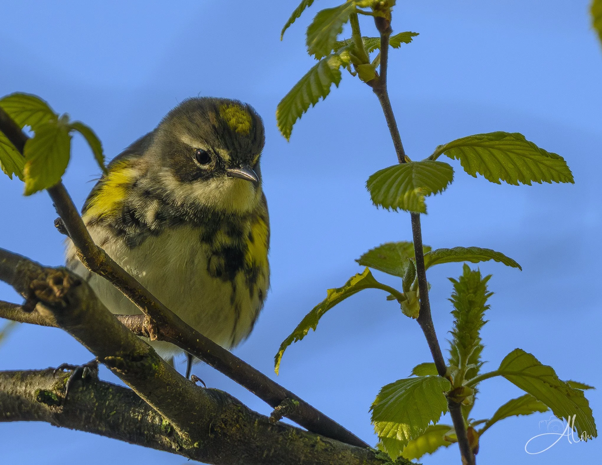 Snobbery
(Yellow-Rumped Warbler)
0Z85641