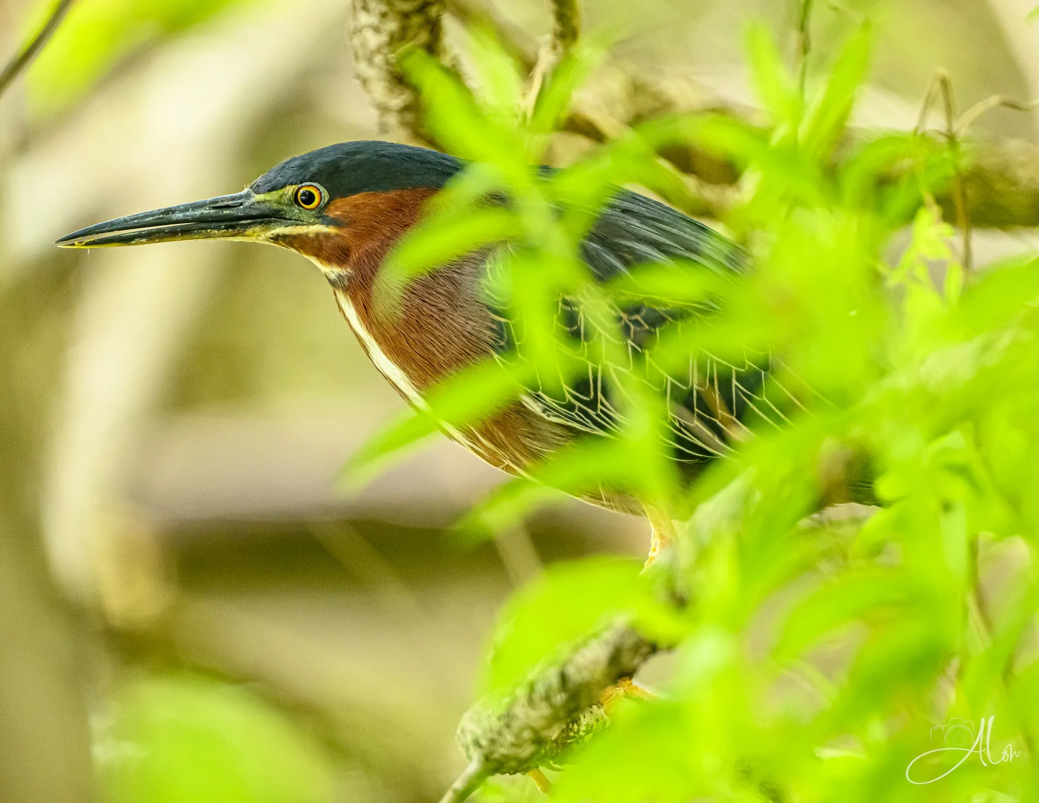 Unapproachable (Green Heron) 0Z88080