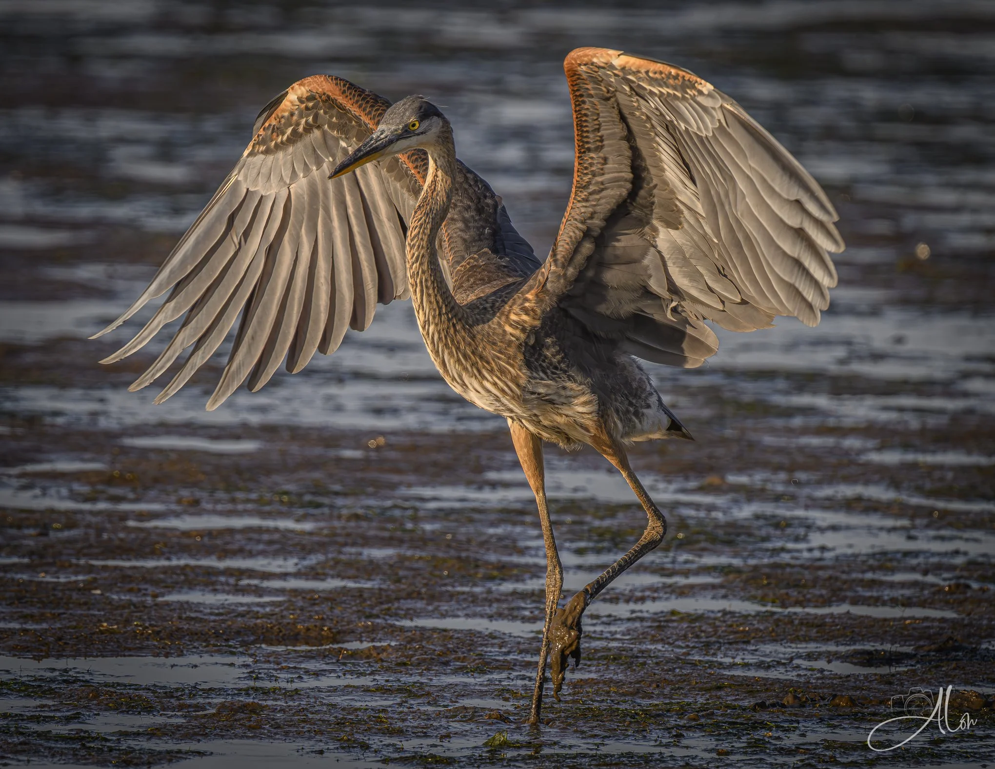 Angel or Demon? (Great Blue Heron) Z8070426_6982