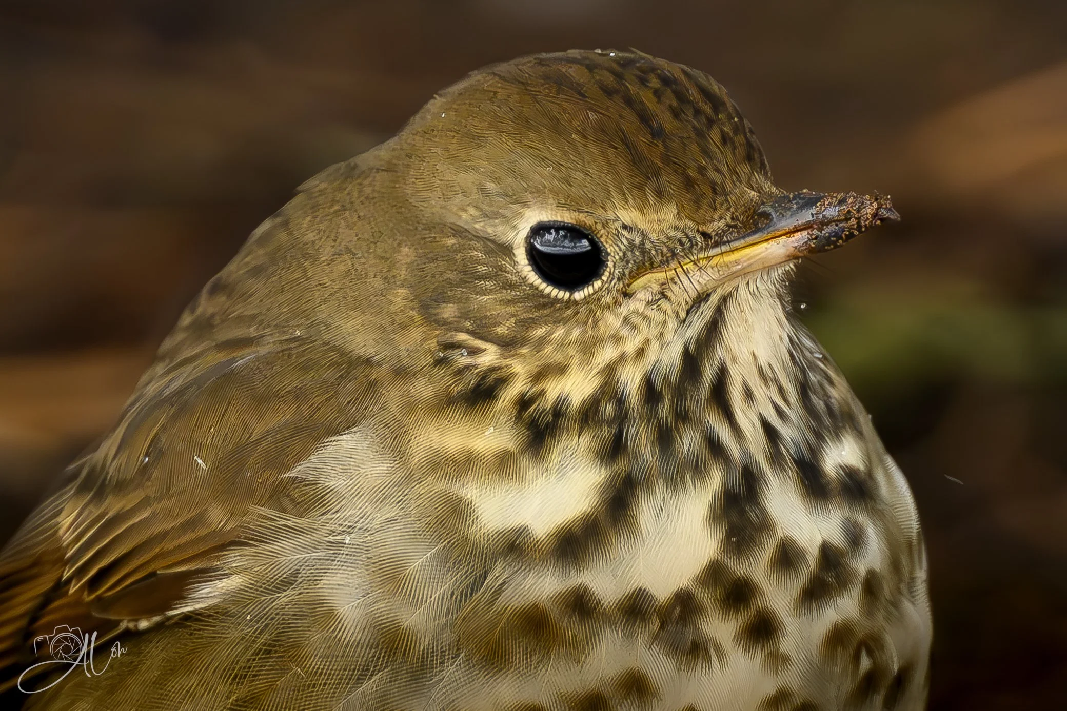 It's All In The Details
(Hermit Thrush)
0Z84902