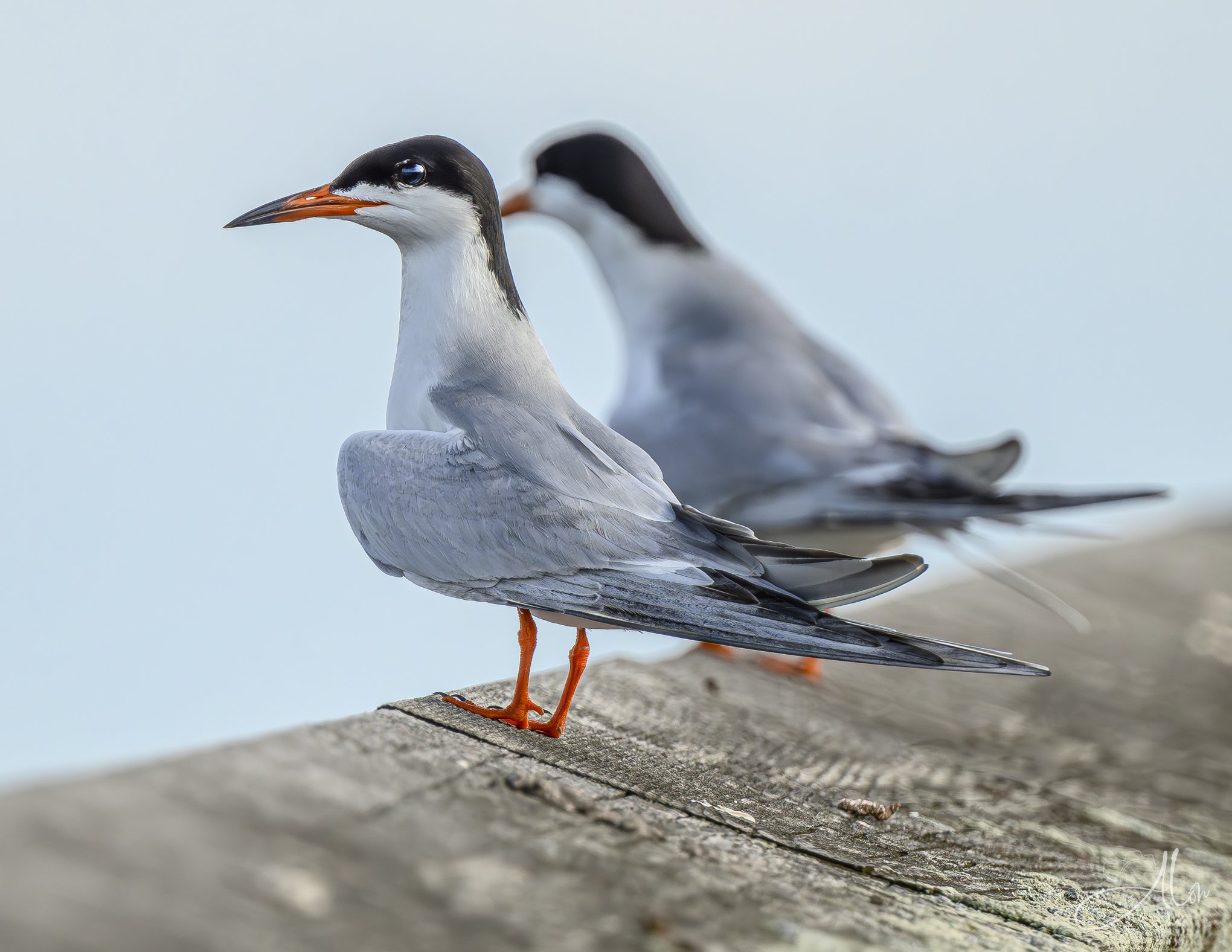 Blurry Double (Forster's Tern) 0Z83889