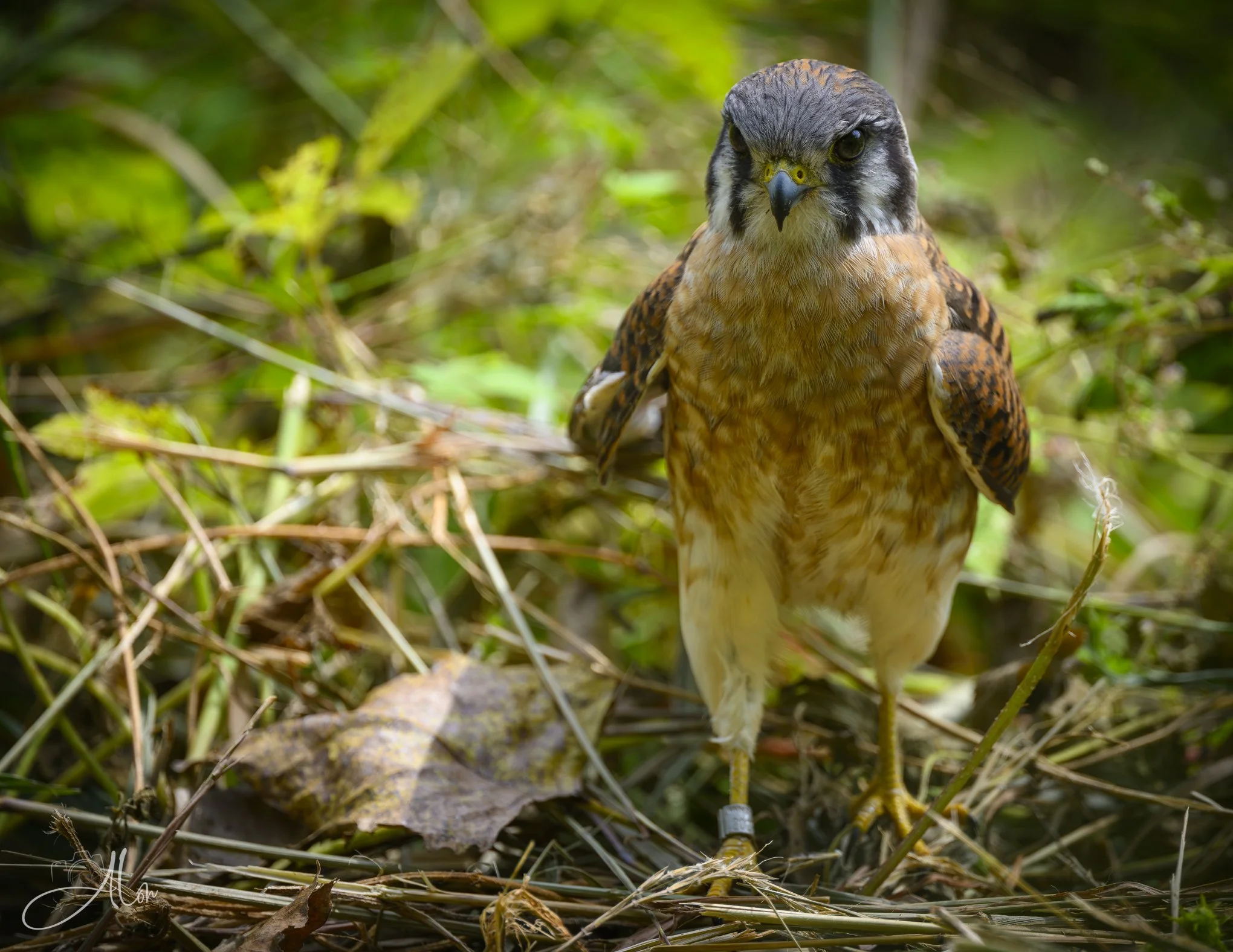You're Grounded (American Kestrel) 081226_0119