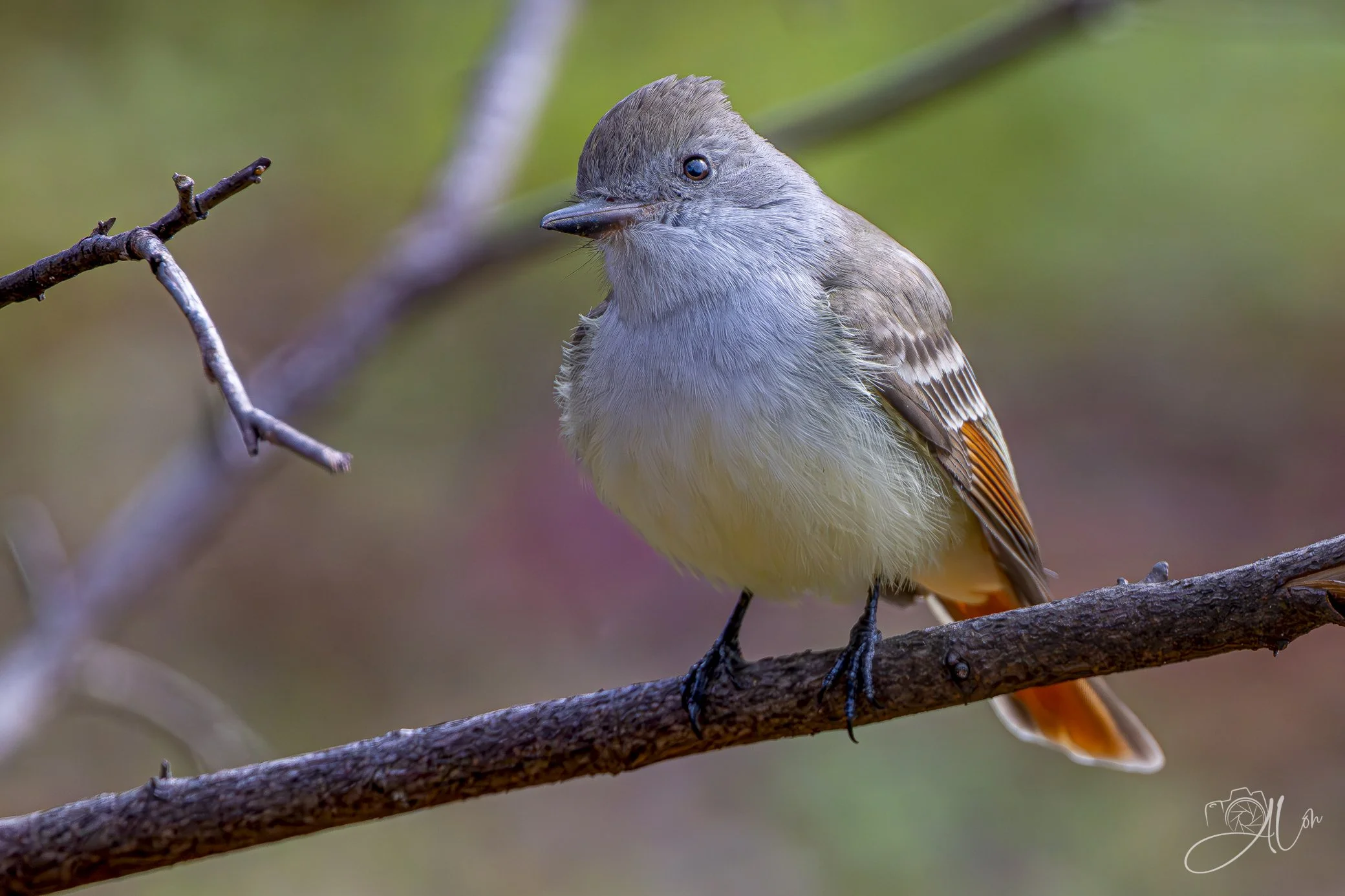 Rare Appearance
(Ash-Throated Flycatcher)
0Z88629