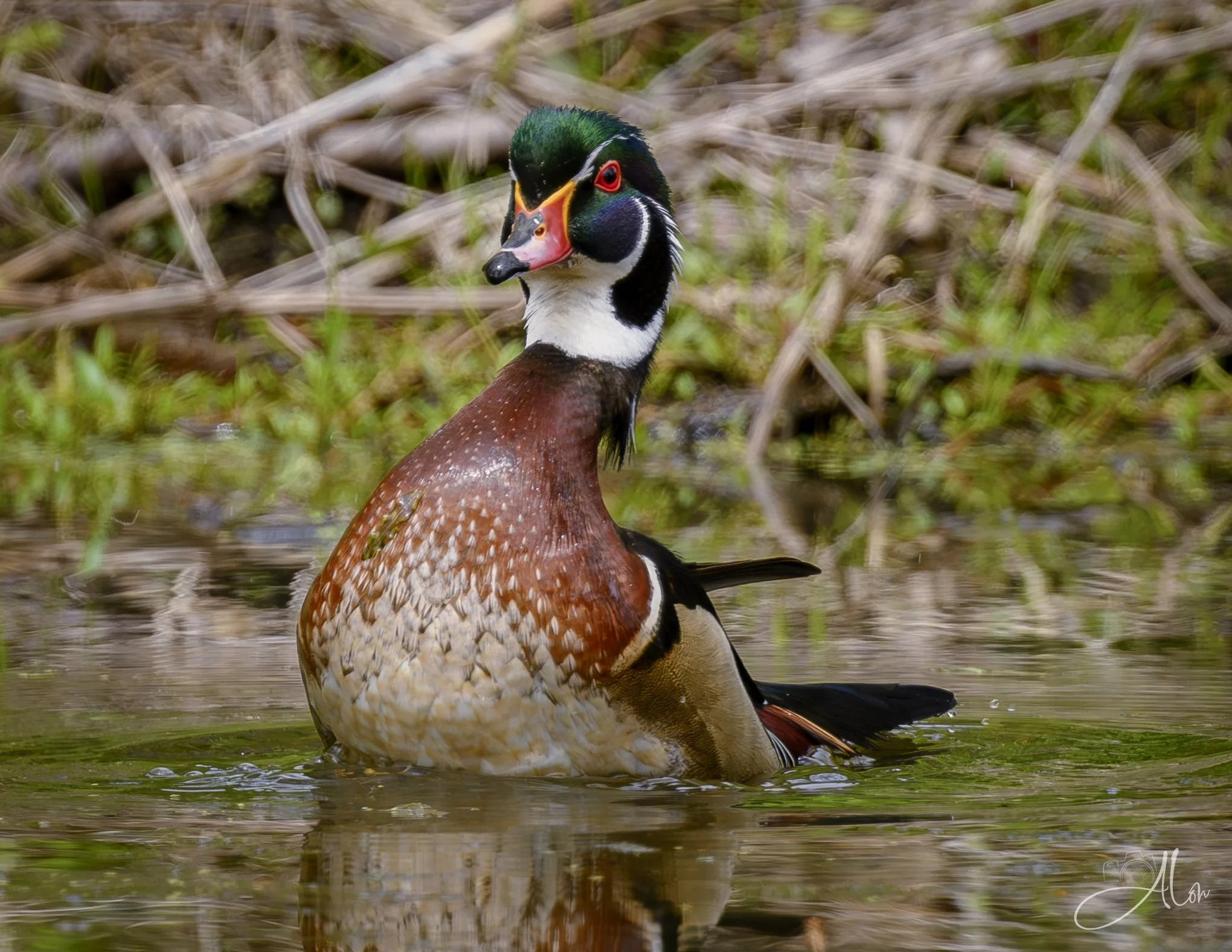 (Wood Duck)
0Z80264