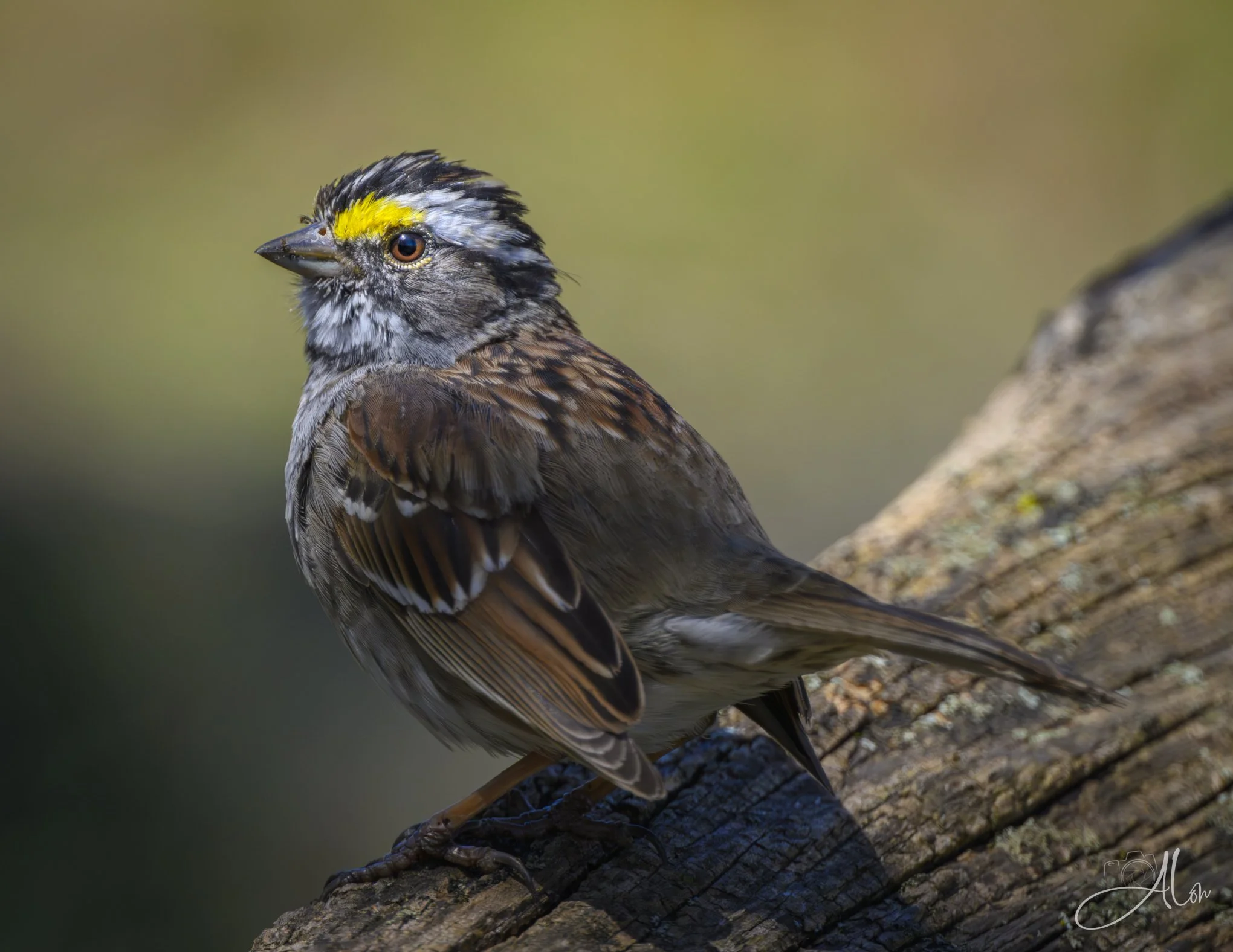 Subdued
(White-Throated Sparrow)
0Z81127