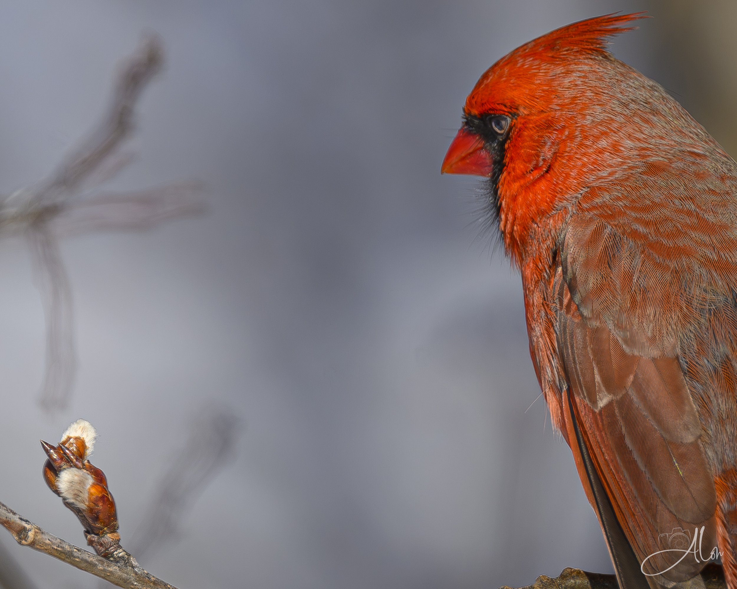 Contemplation (Northern Cardinal) 0Z86075