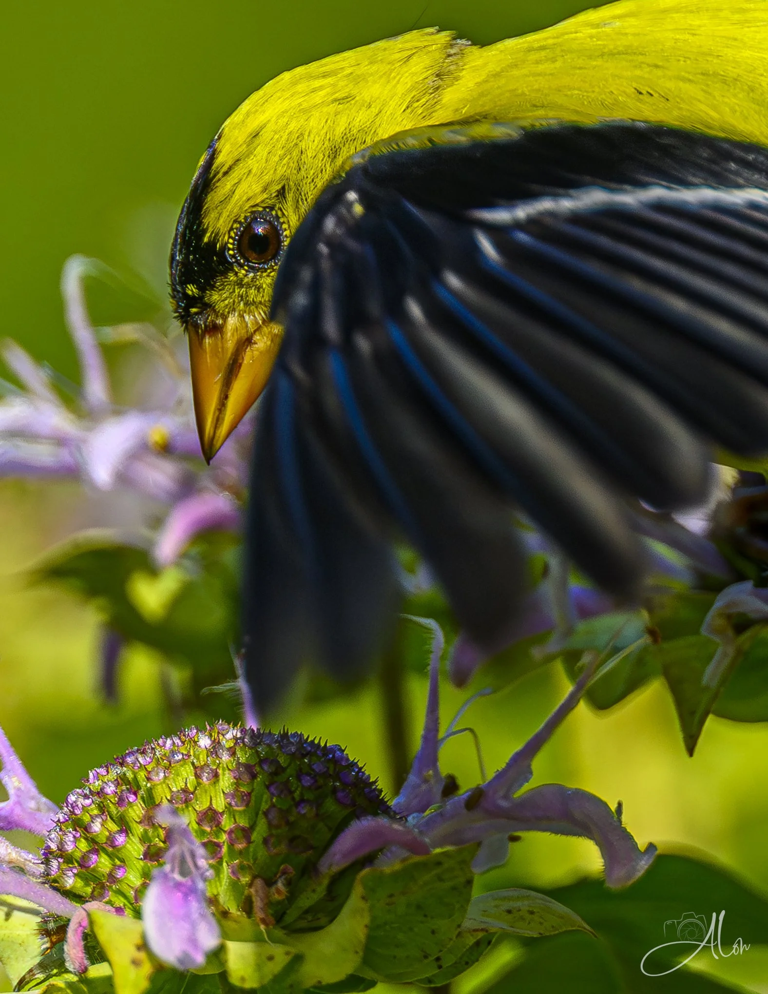 Cloaked (American Goldfinch) _0Z89840