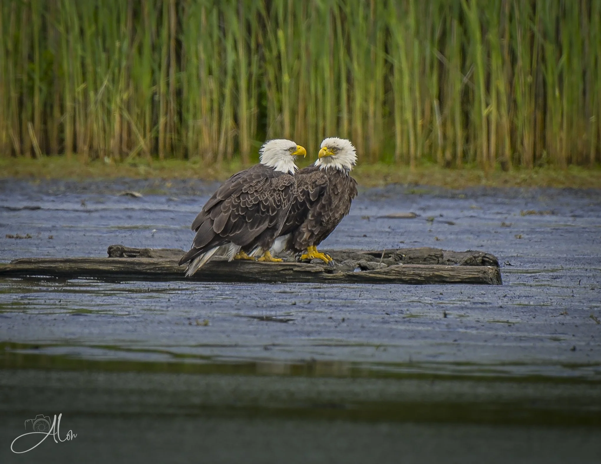 Relativity (Bald Eagles) 0Z88824