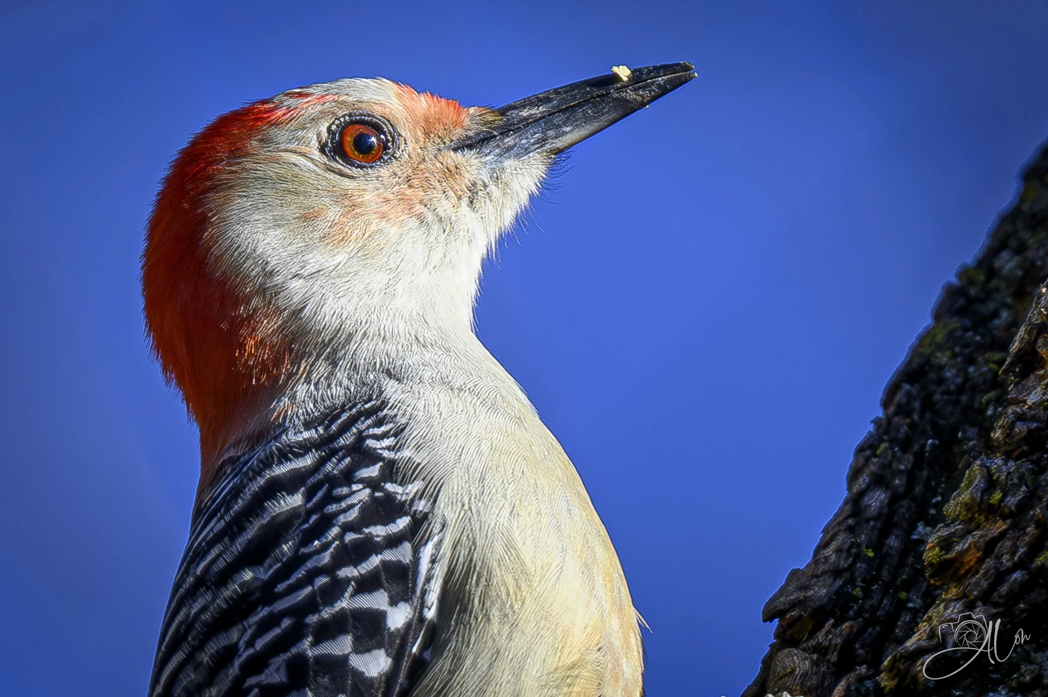 Shrewd Investor
(Red-Bellied Woodpecker)
0Z87687