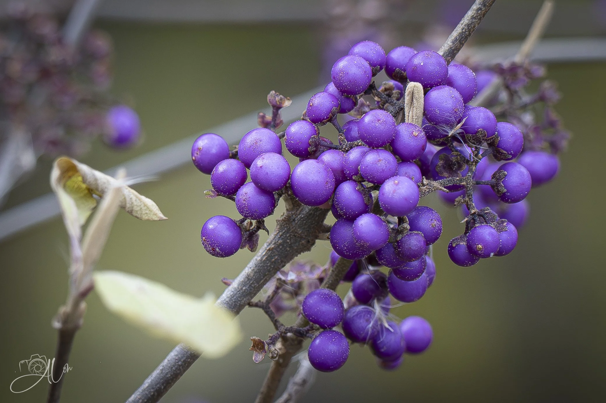 Yes...I've been Eating Them for 6 or 7 Weeks
0Z86136