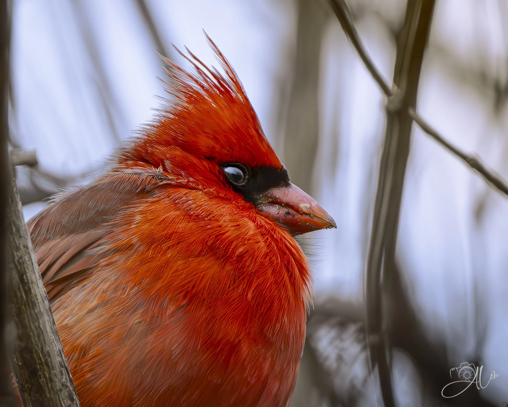 Cold Shouldered
(Northern Cardinal)
0Z82874