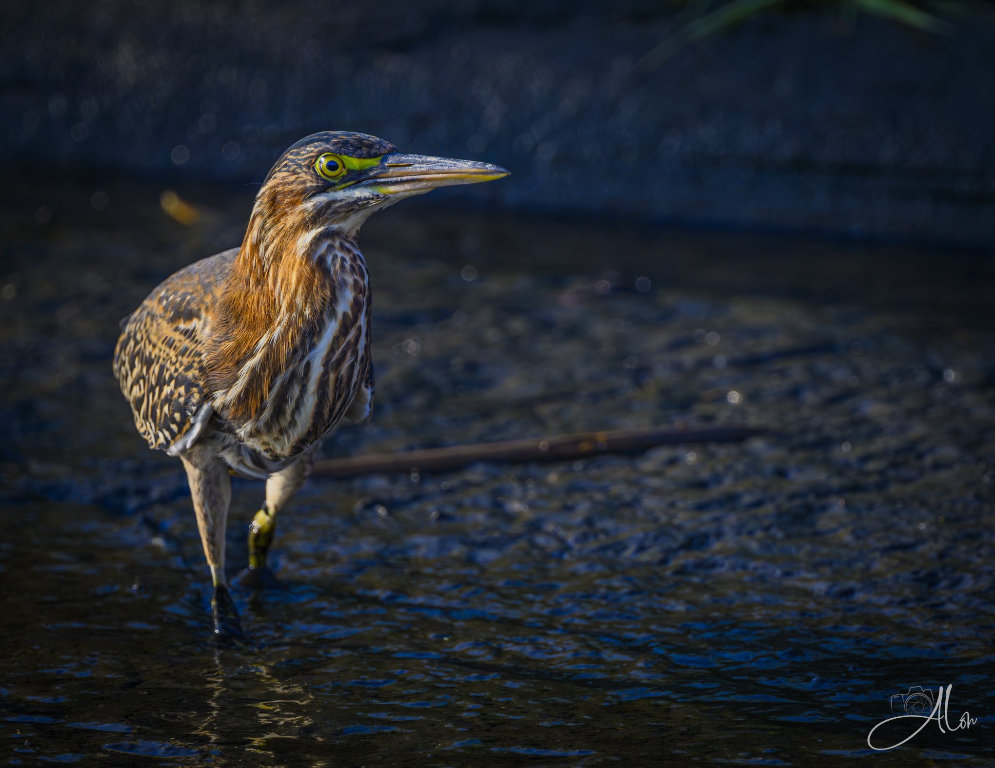 Not a Care (Green Heron) 082826_5066