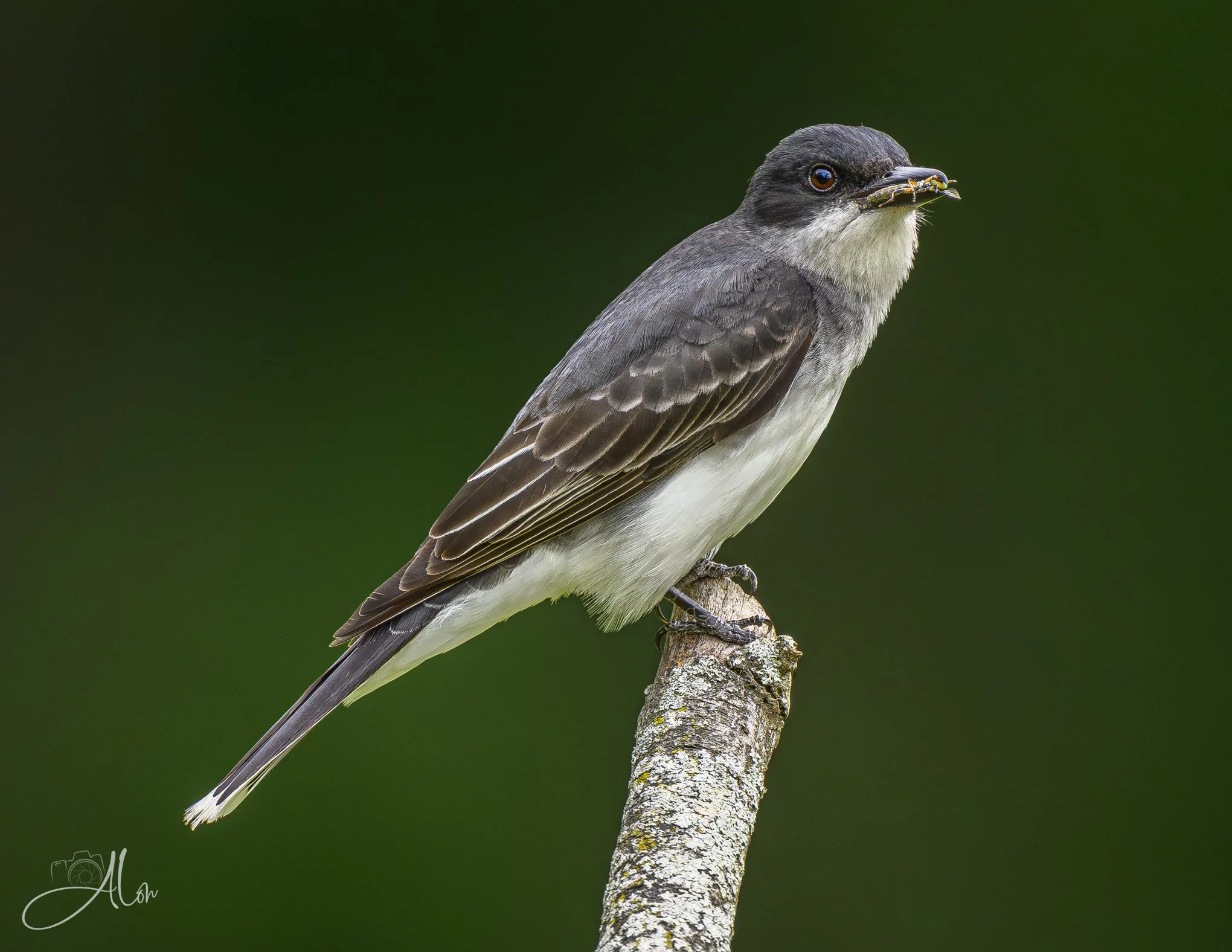 Snuggle Bugs (Eastern Kingbird) Z8062726_4259