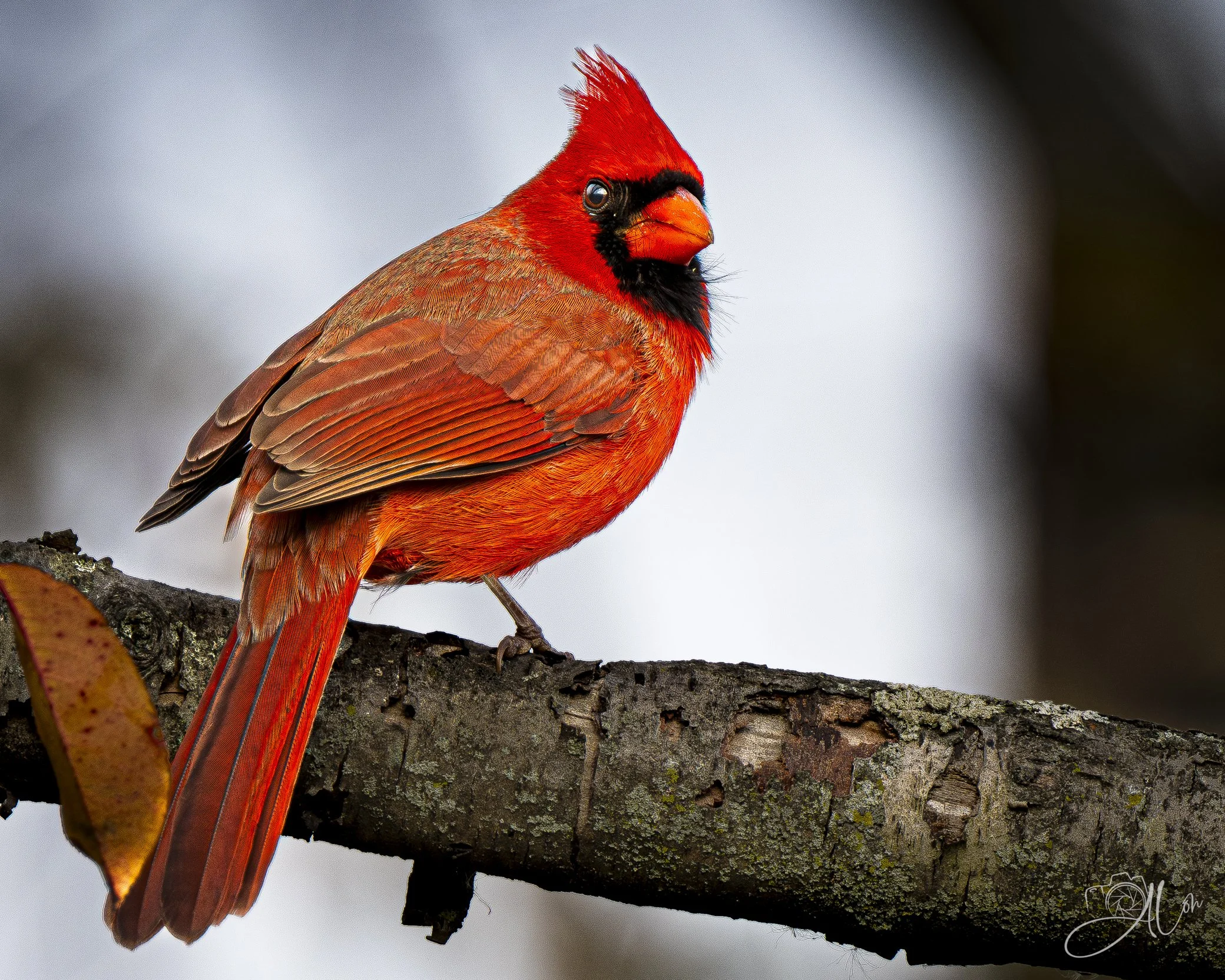 Don't Interrupt Me!
(Northern Cardinal)
0Z86643