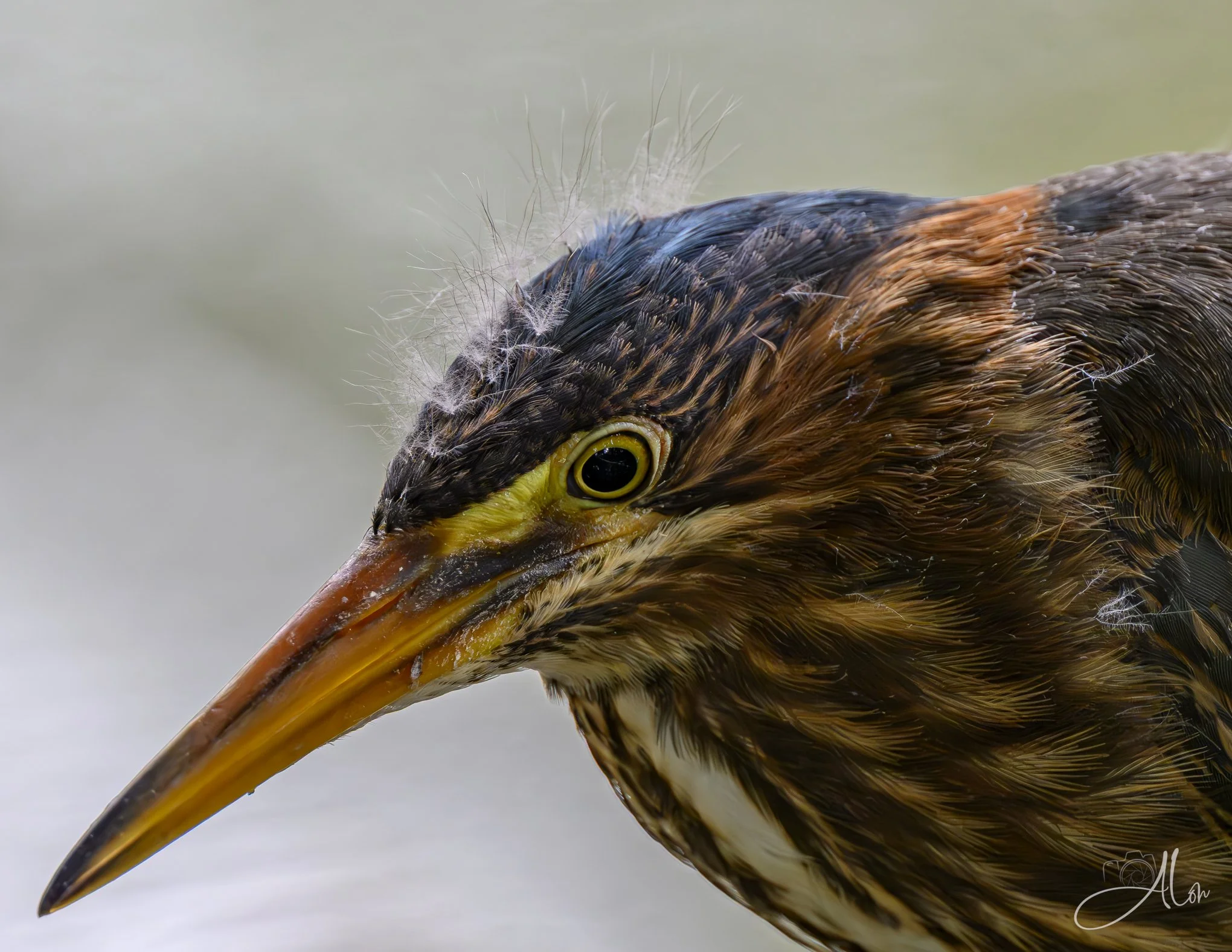 Early Intent (Green Heron) 20260711_0202