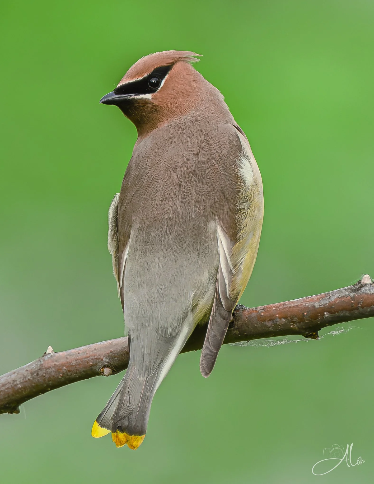 Check Your Blind Spot (Cedar Waxwing) 0Z83771