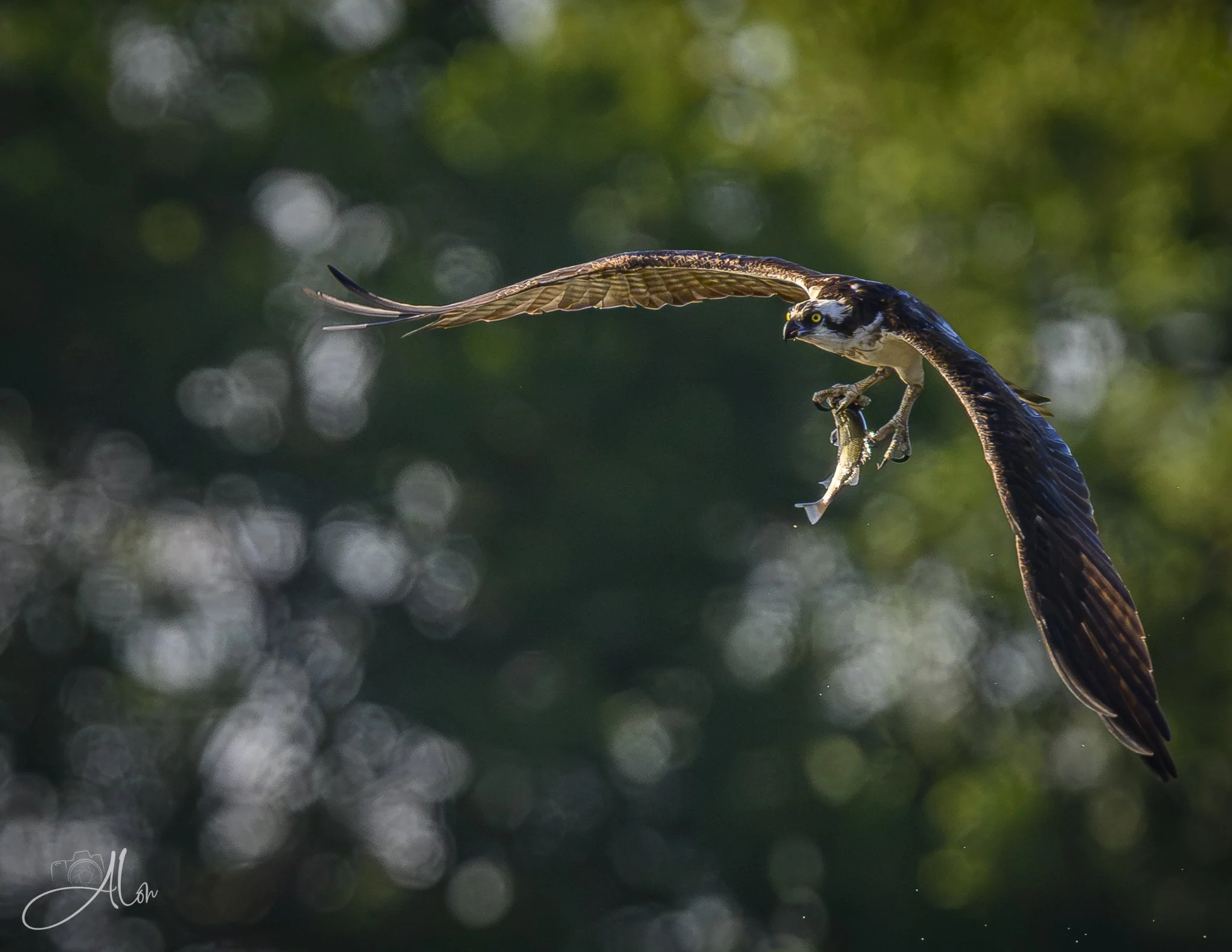 Swoop (Osprey) Z8062426_0004