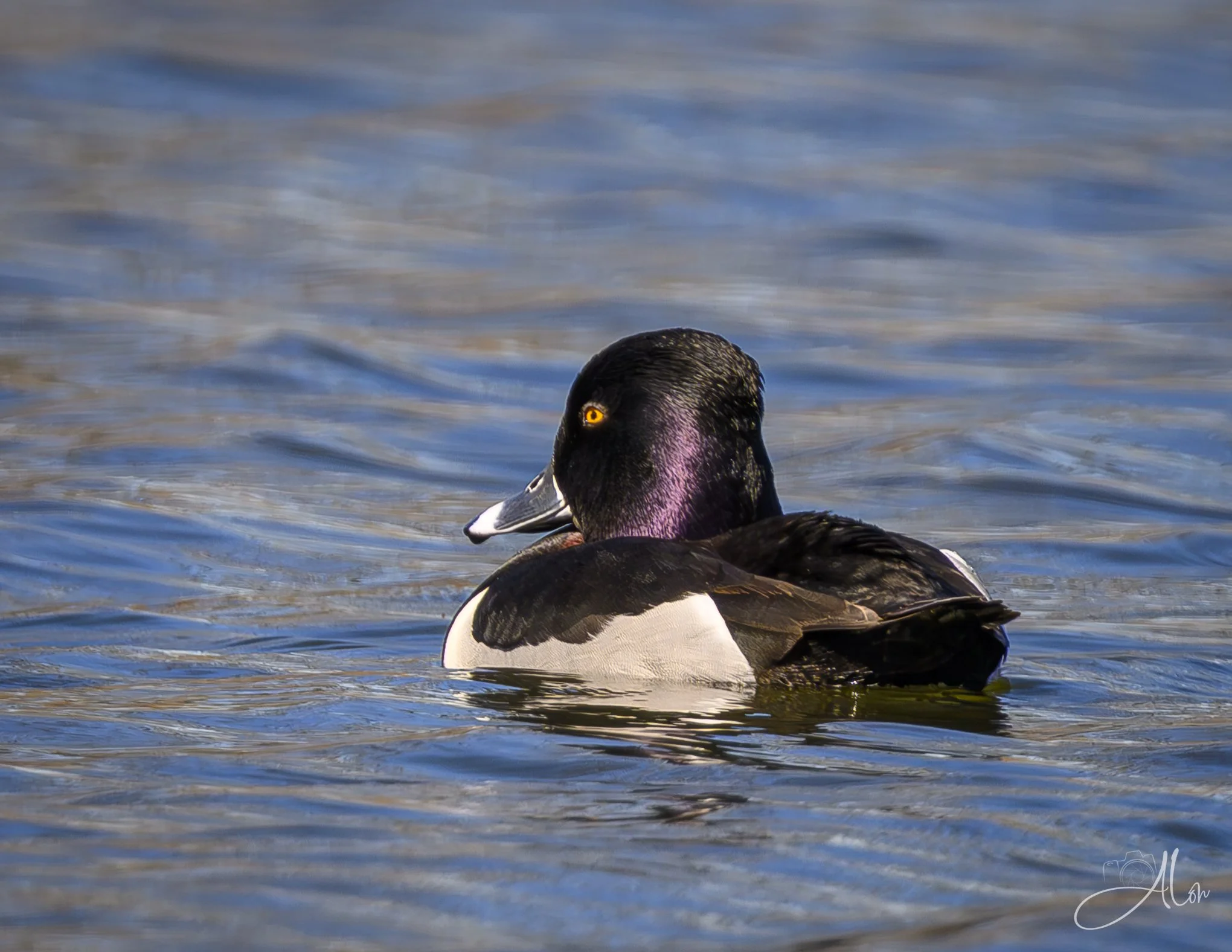 Just Ducky
Ring-Necked Duck
0Z85314