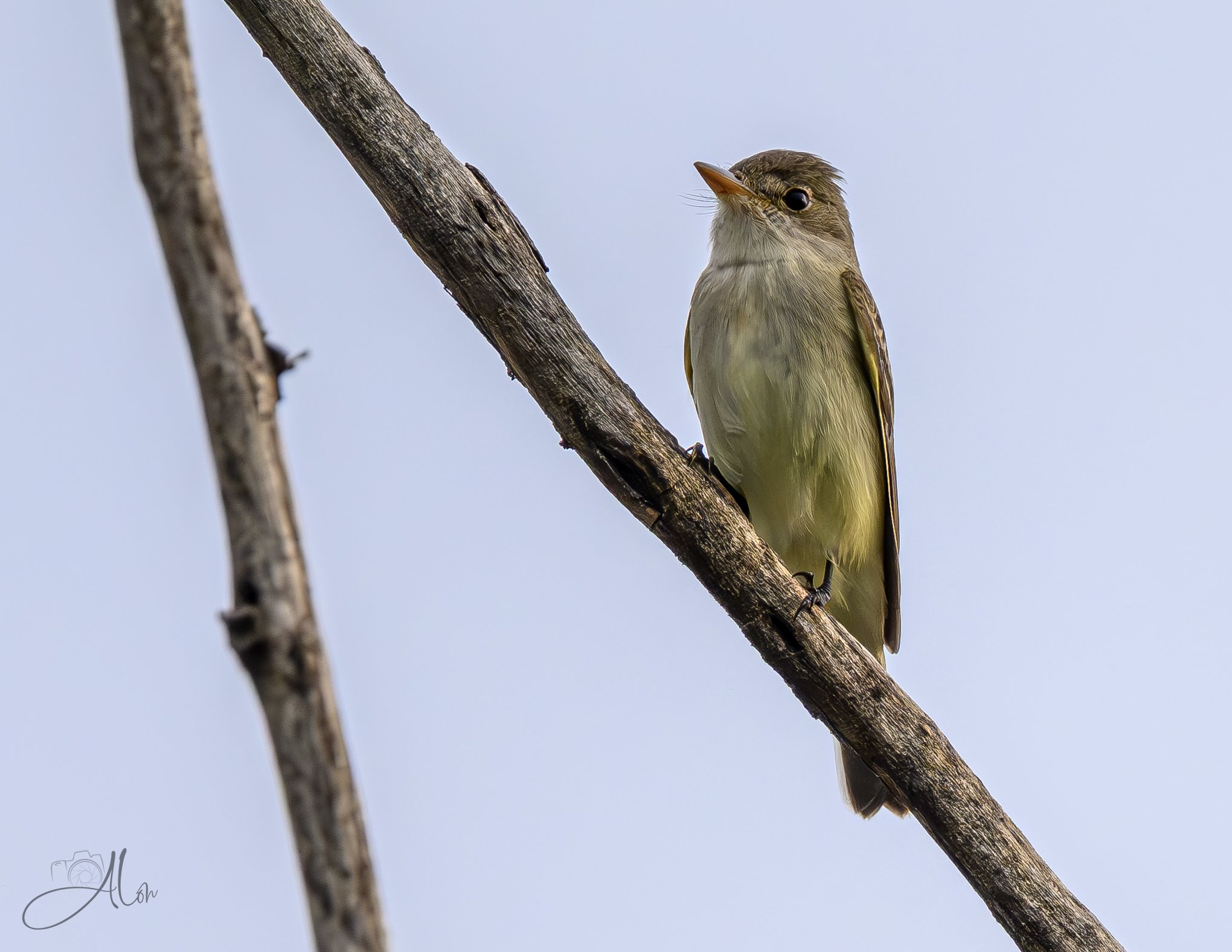 Courtship (Willow Flycatcher) 0Z83957