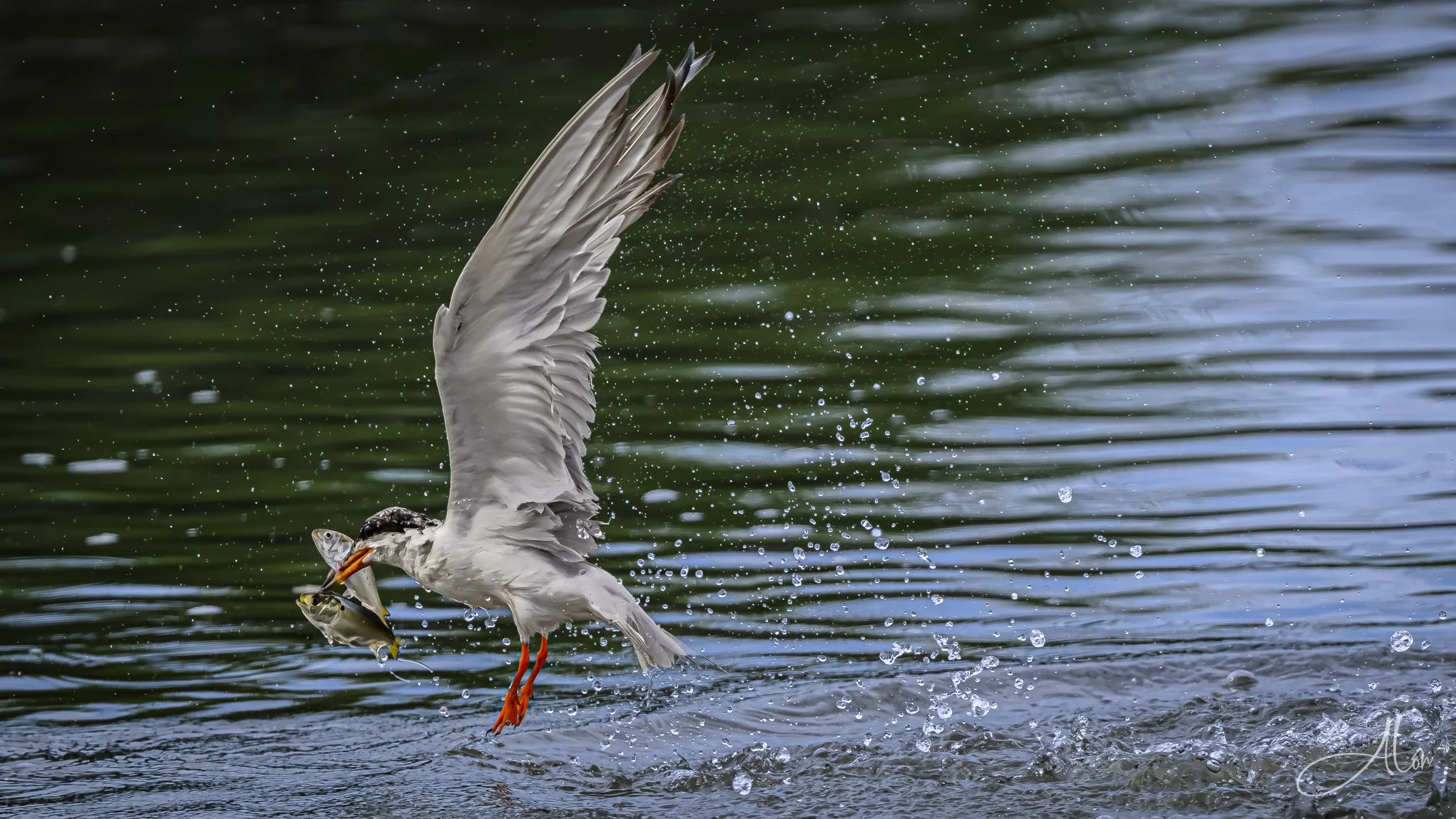 Caught a Double! (Forster's Tern) 082026_7378