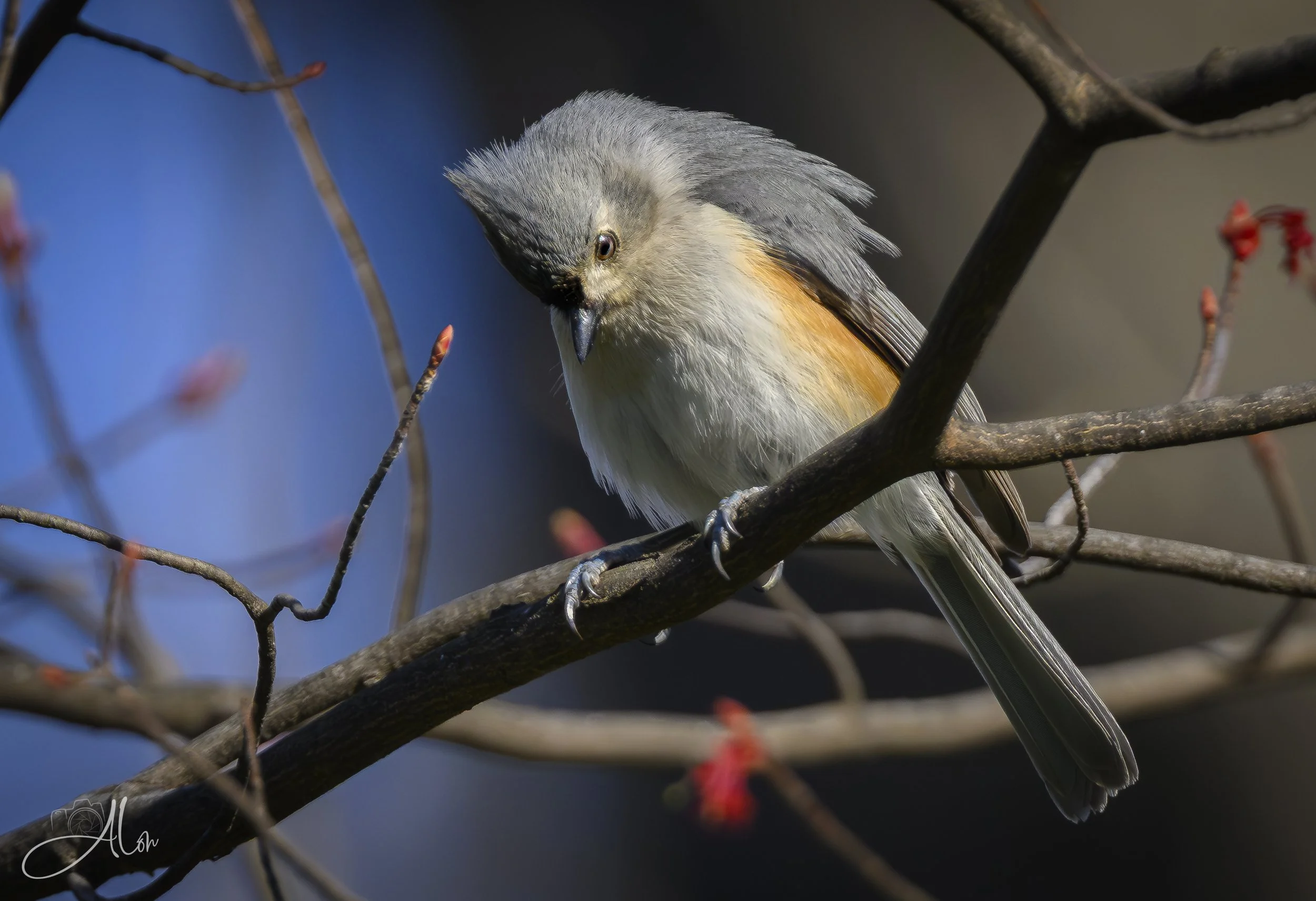 Dropped It (Tufted Titmouse) 0Z89331