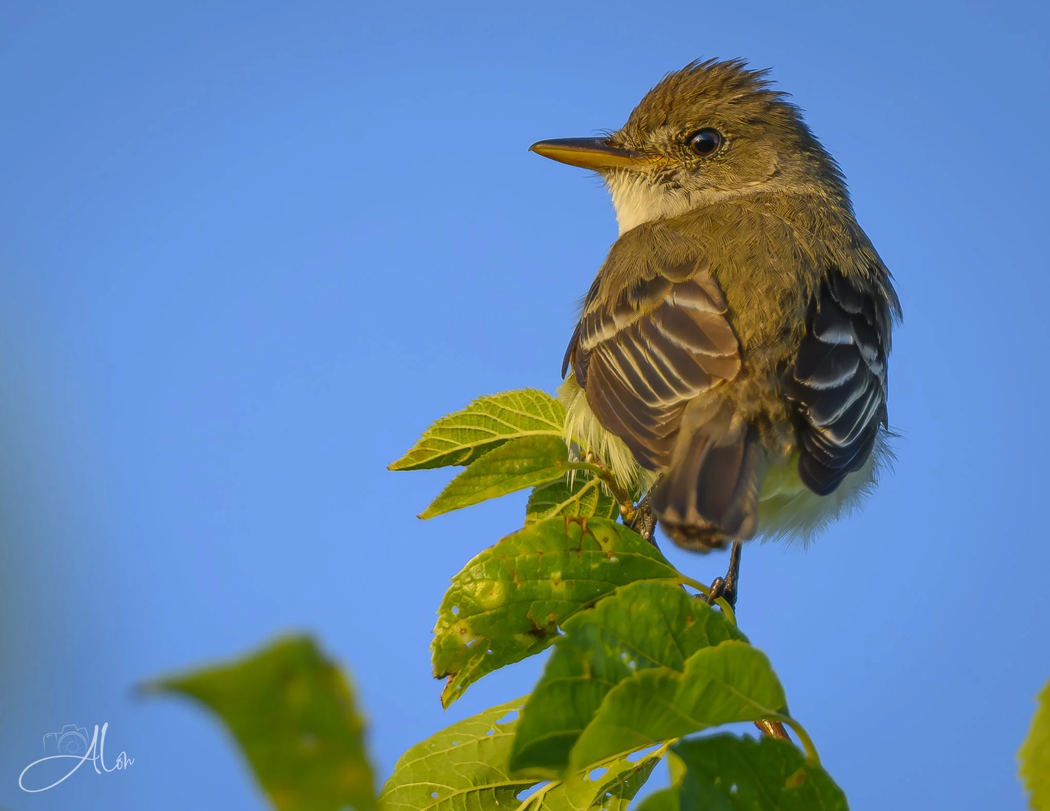 Golf Anyone? (Willow Flycatcher) 20260724_0001