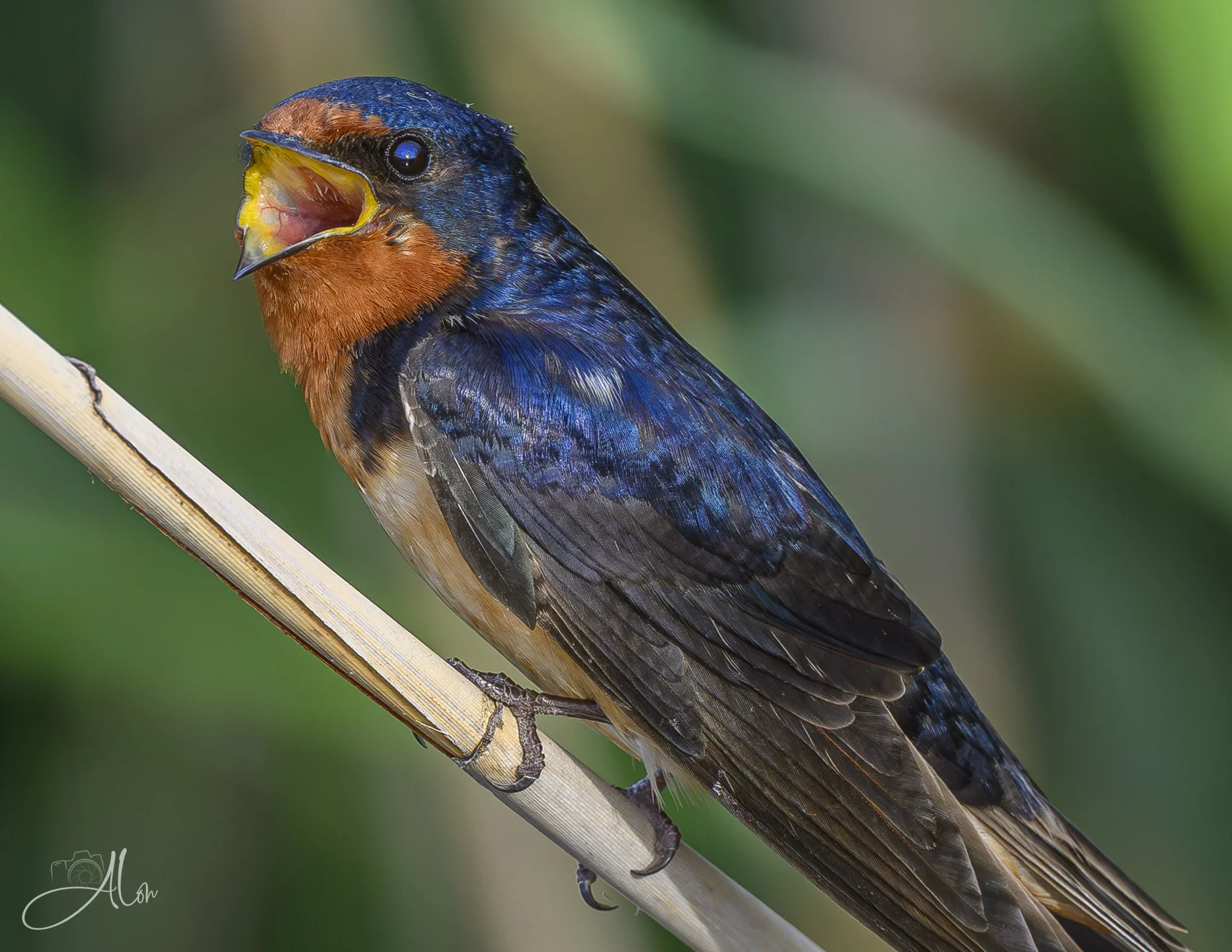 Vein's Popping (Barn Swallow) 06-19-26_0Z8_4552