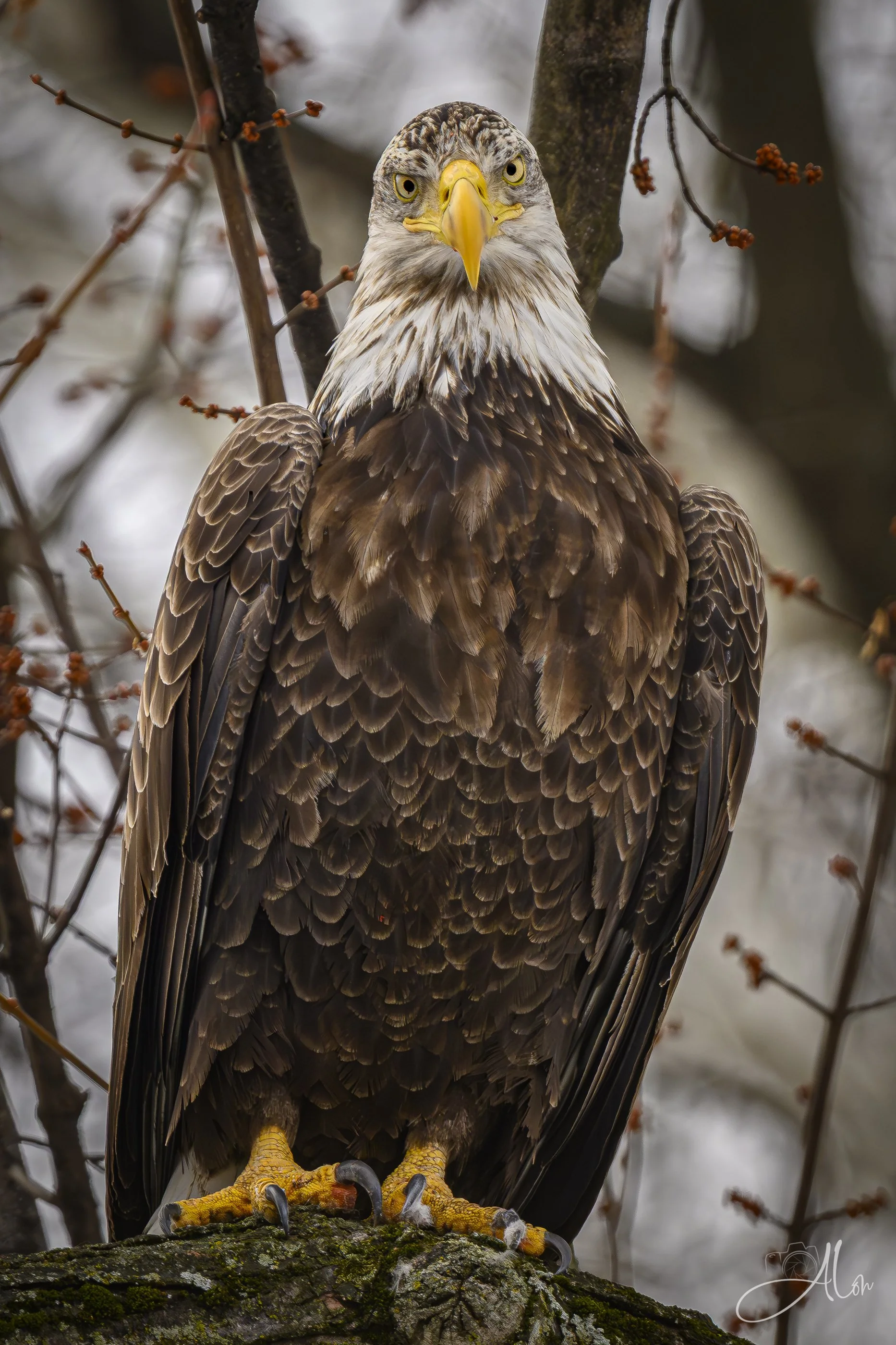 Matter of Fact...  (Bald Eagle) 0Z88863