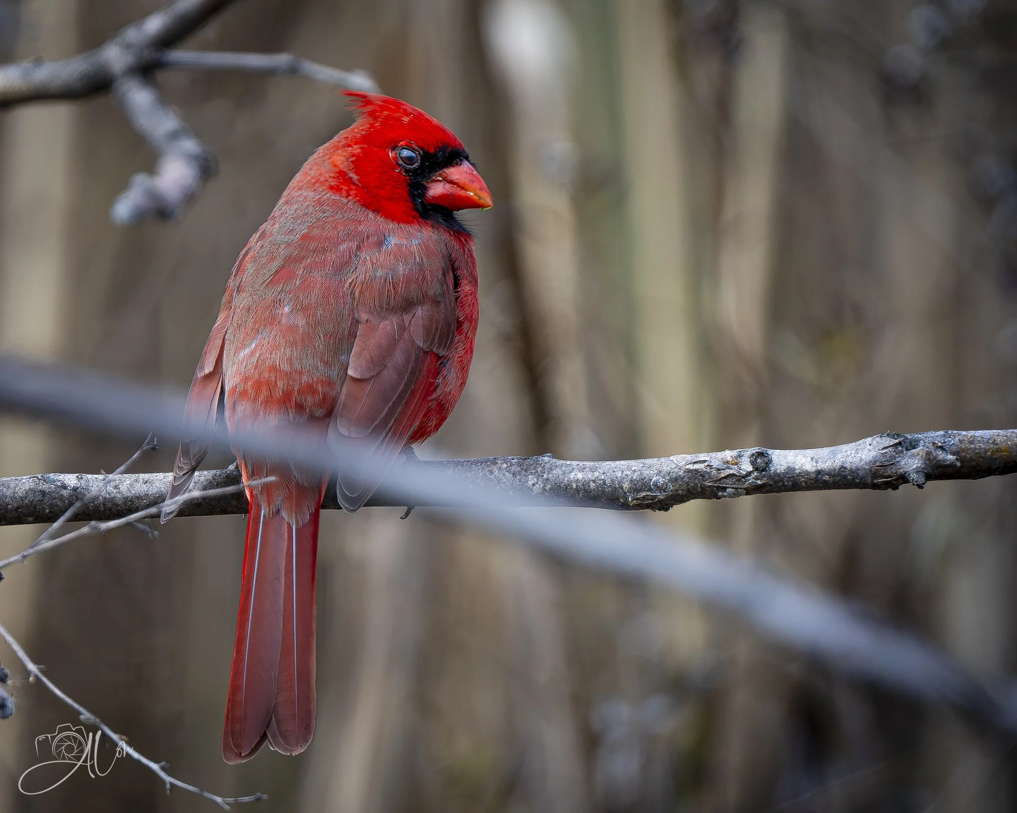 Javert
(Northern Cardinal)
0Z86949