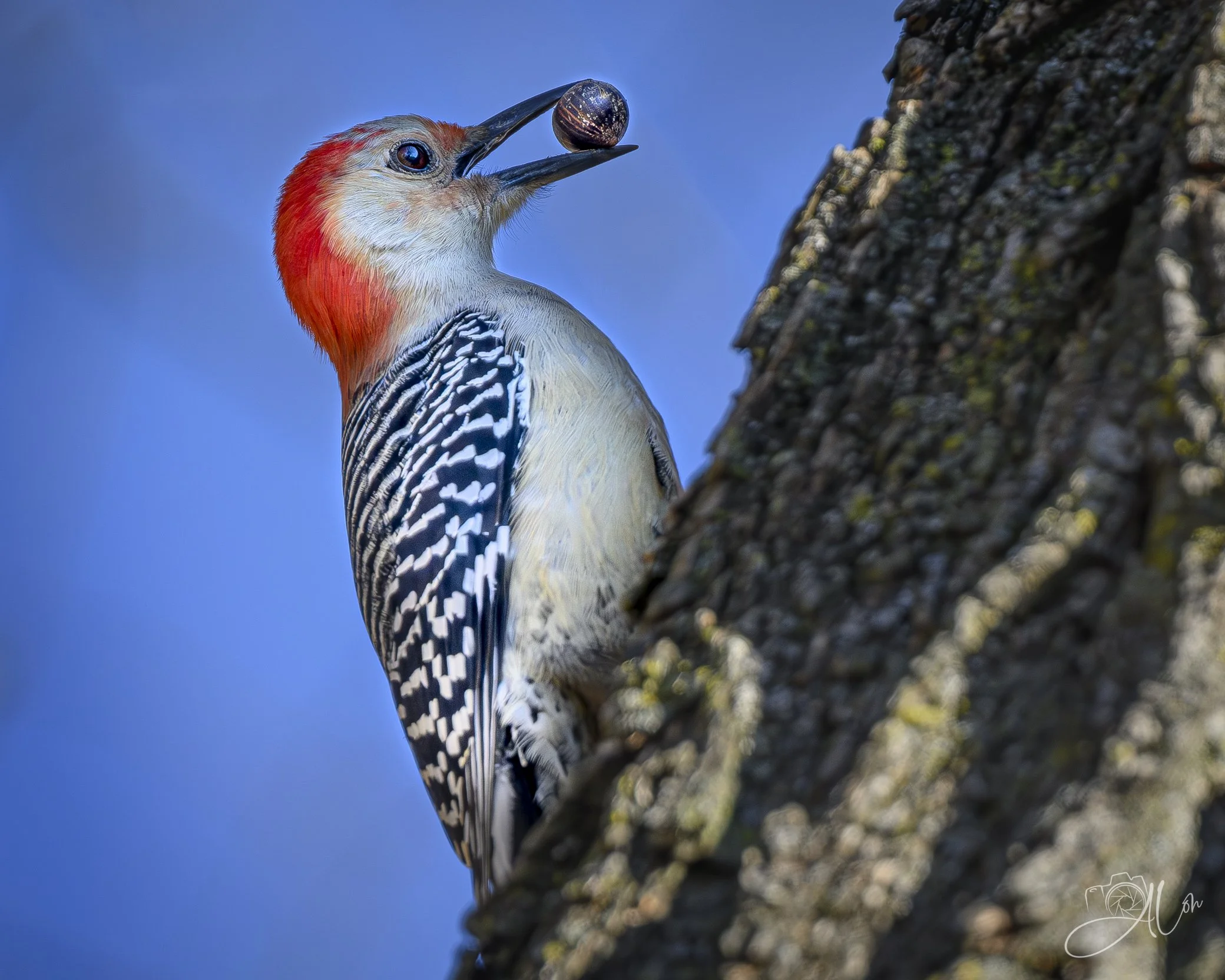 For the Lean Times
(Red-Bellied Woodpecker)
0Z87573