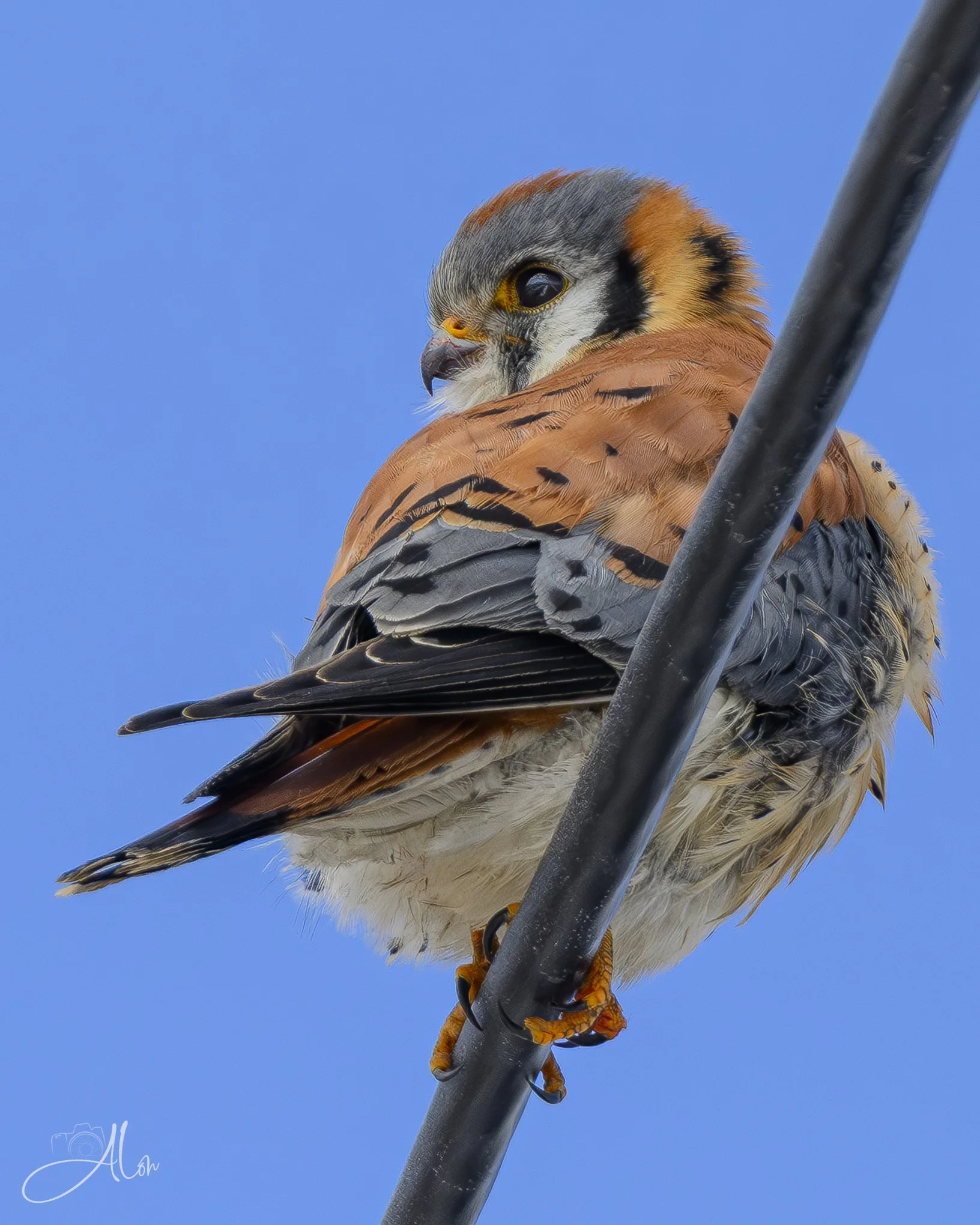 A Second Glance
(American Kestrel)
0Z82335