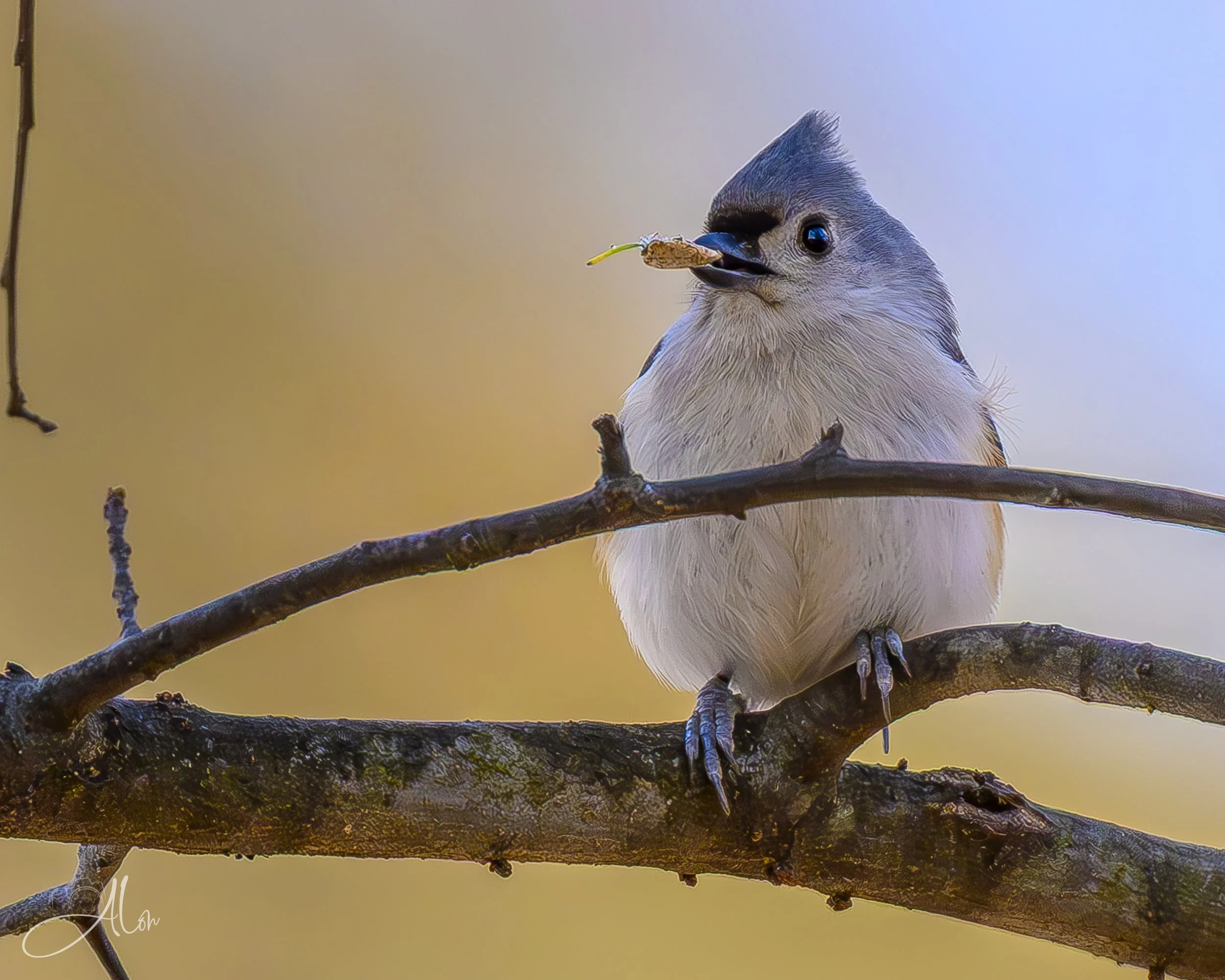 Eat Your Parsnips (Tufted Titmouse) 0Z86252