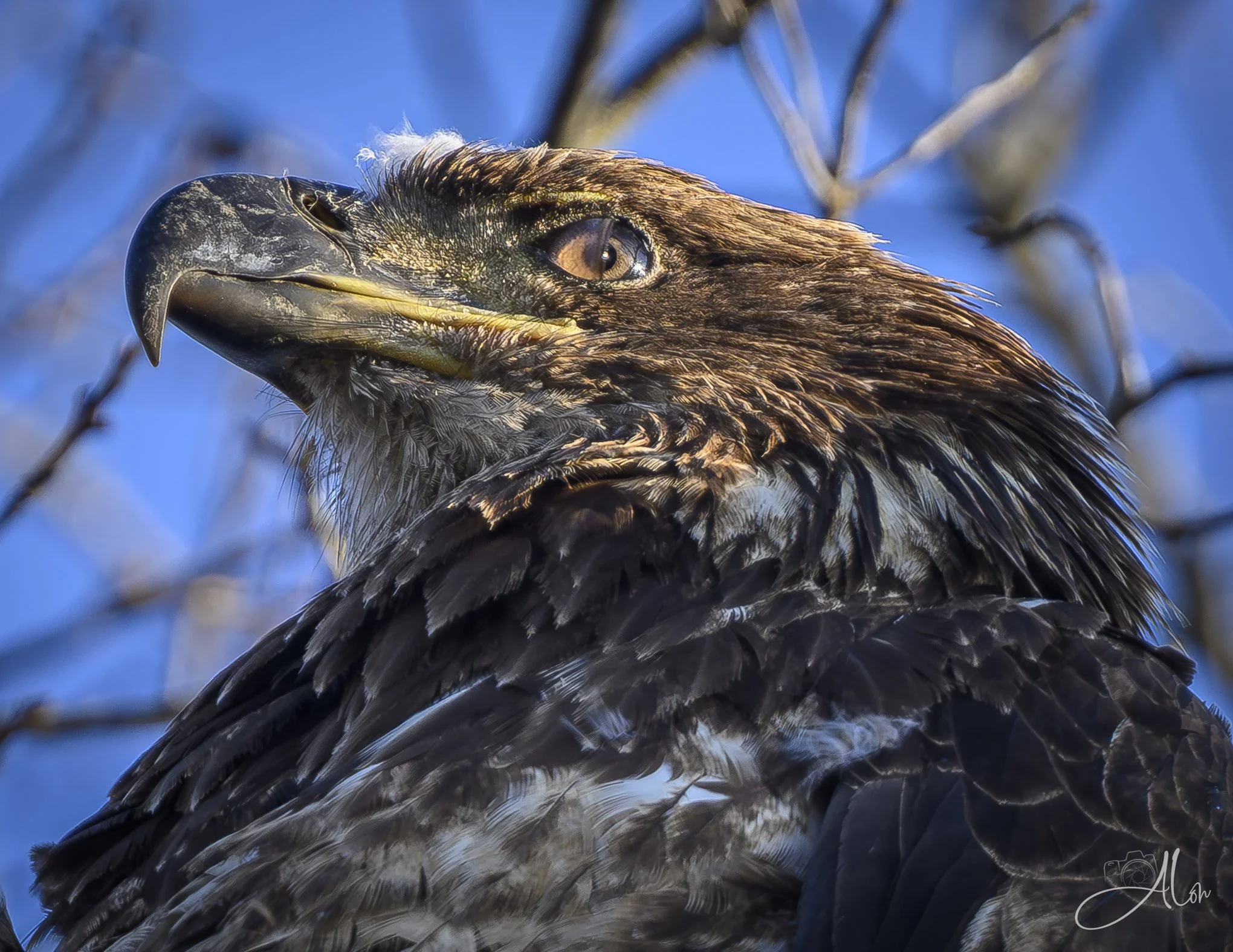 Half a Wink
(Bald Eagle)
0Z84450