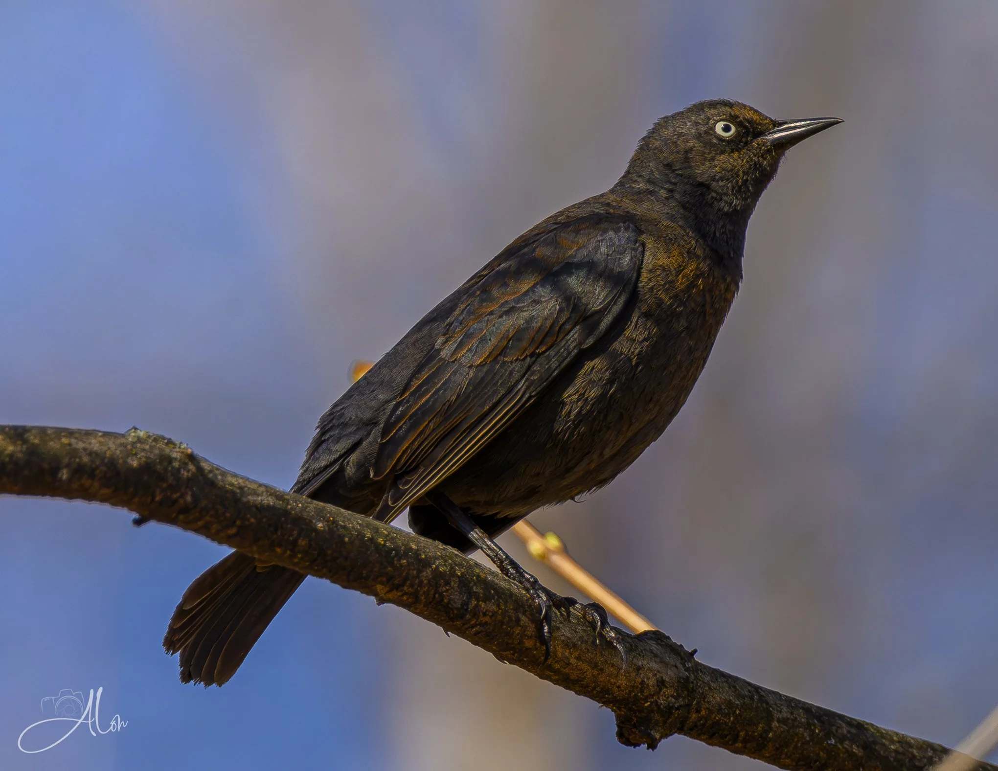 Indignant
(Rusty Blackbird)
0Z82024