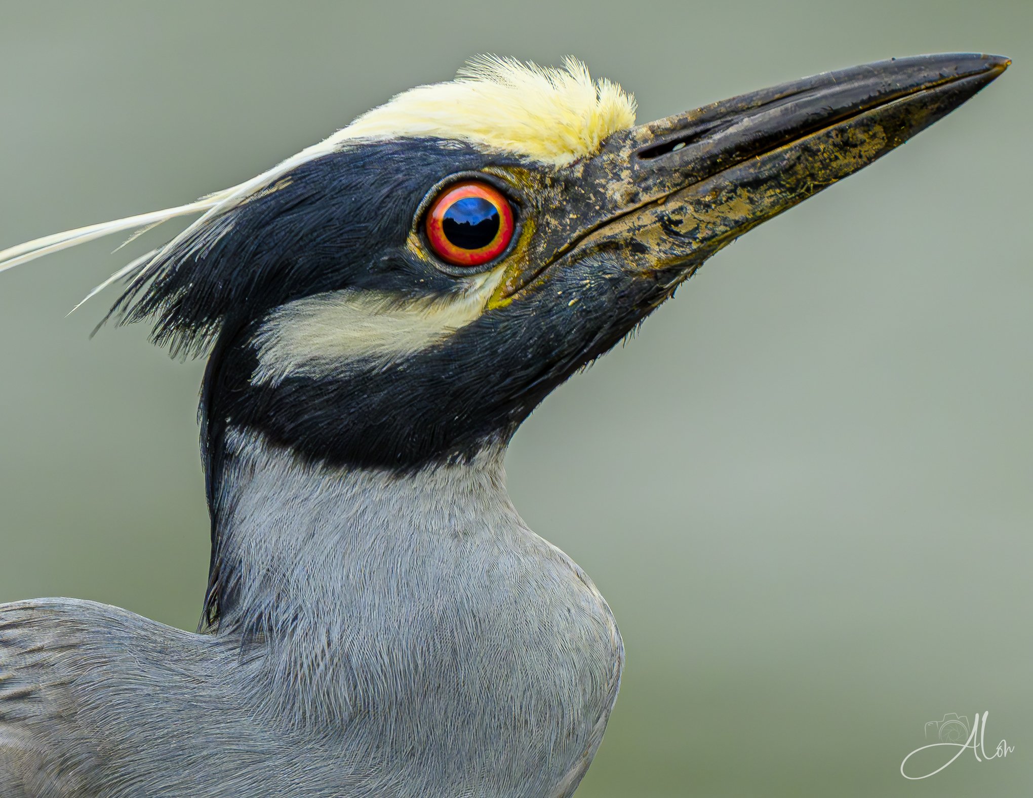 Black-Crowned Night Heron