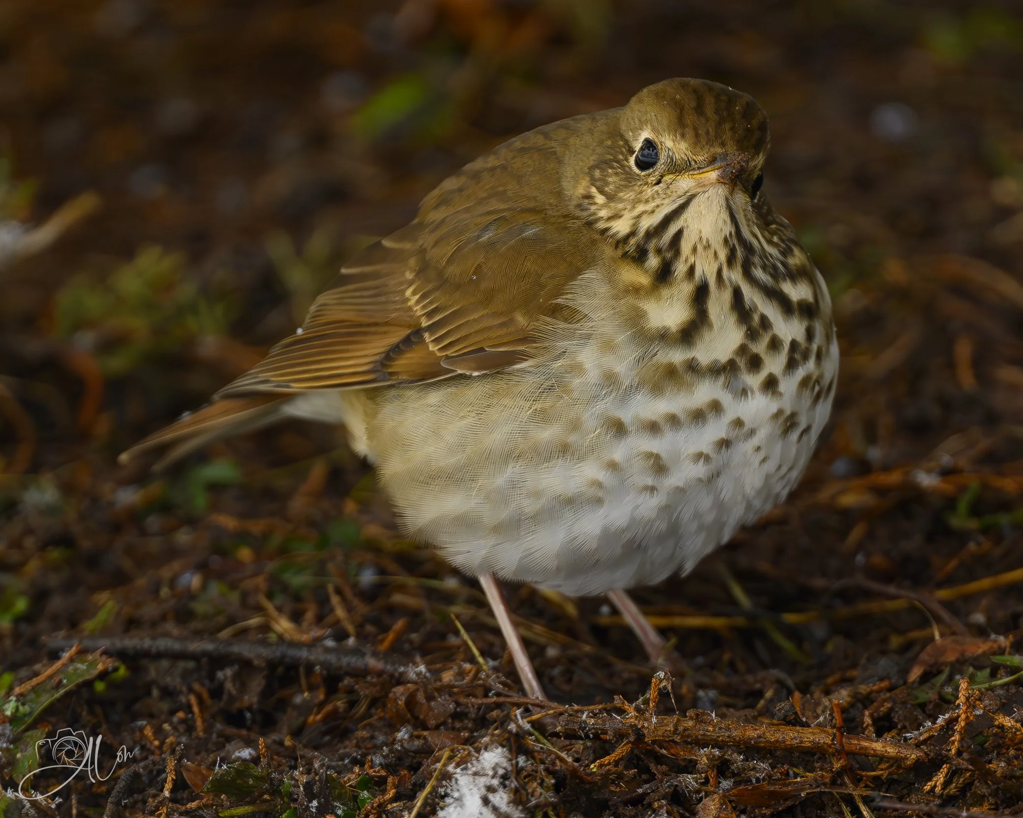 Quiet Confidence
(Hermit Thrush)
0Z84838